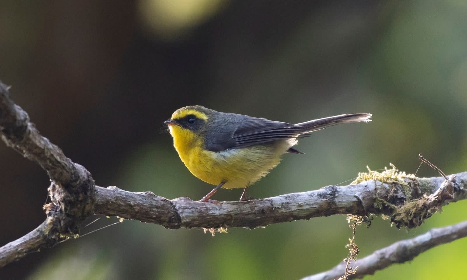Nagaland's Biodiversity Documentation Receives Boost Through First Bird Count