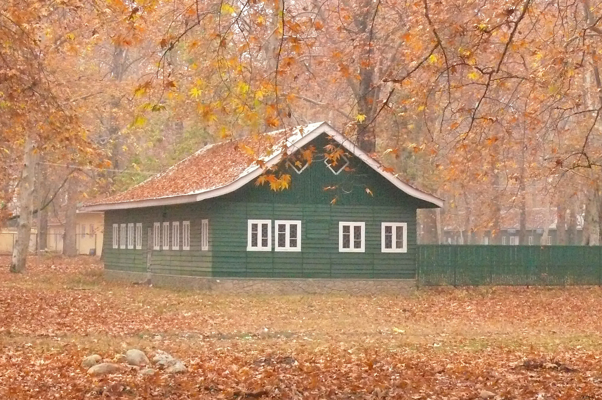 Amazing Grace: The Regal Chinars of Kashmir
