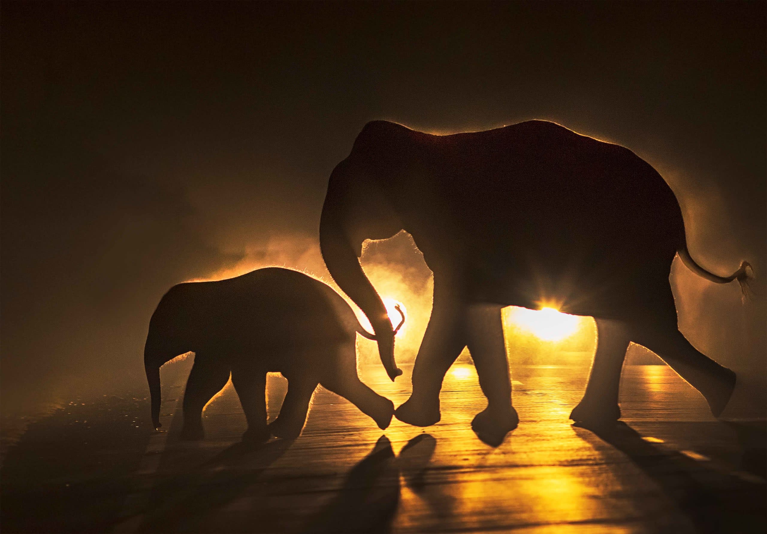 An Insider’s Perspective: The Short Life of an Asian Elephant in West Bengal