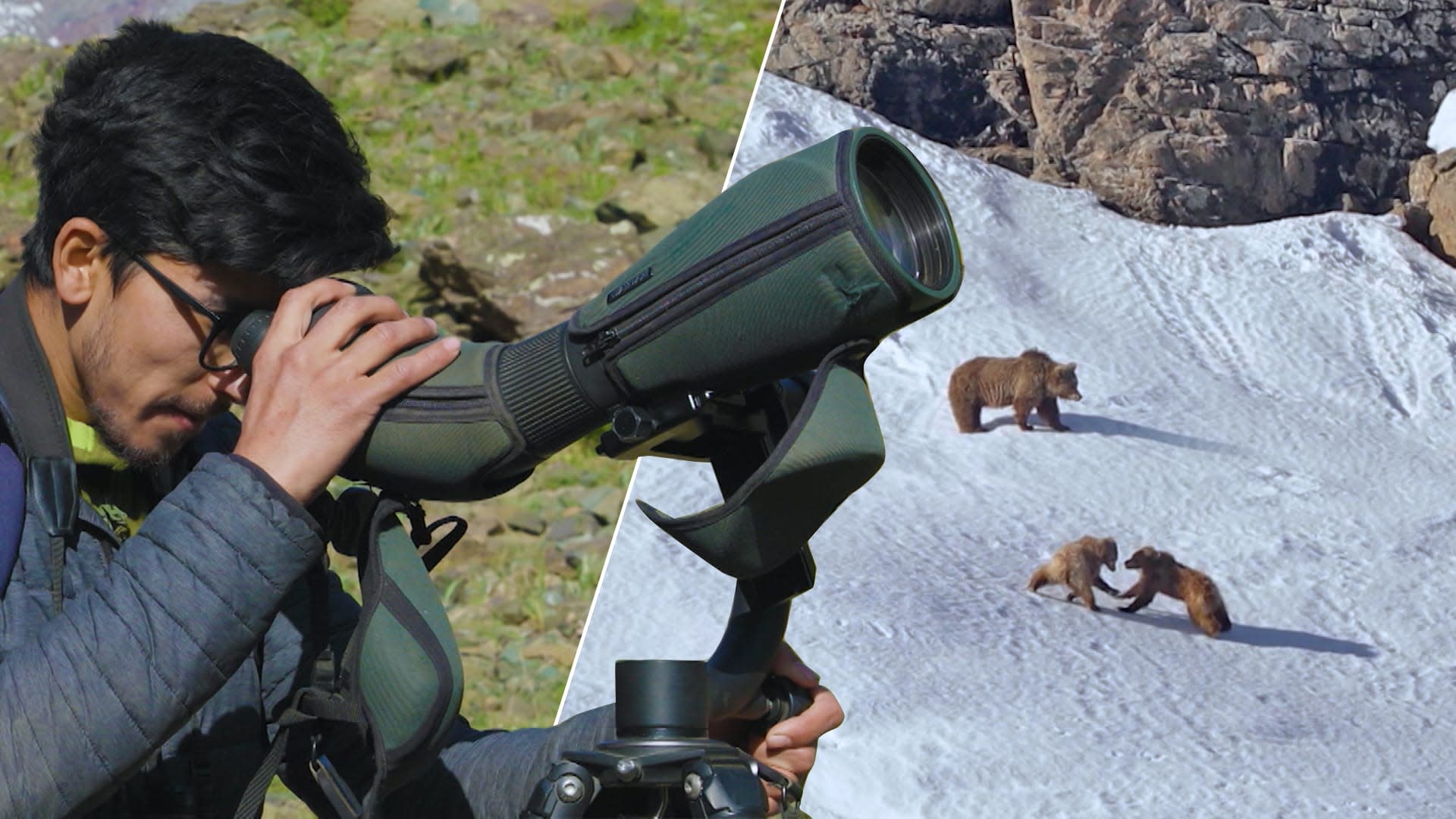 Science in Action: Niaz Khan and the Himalayan Brown Bears of Kargil