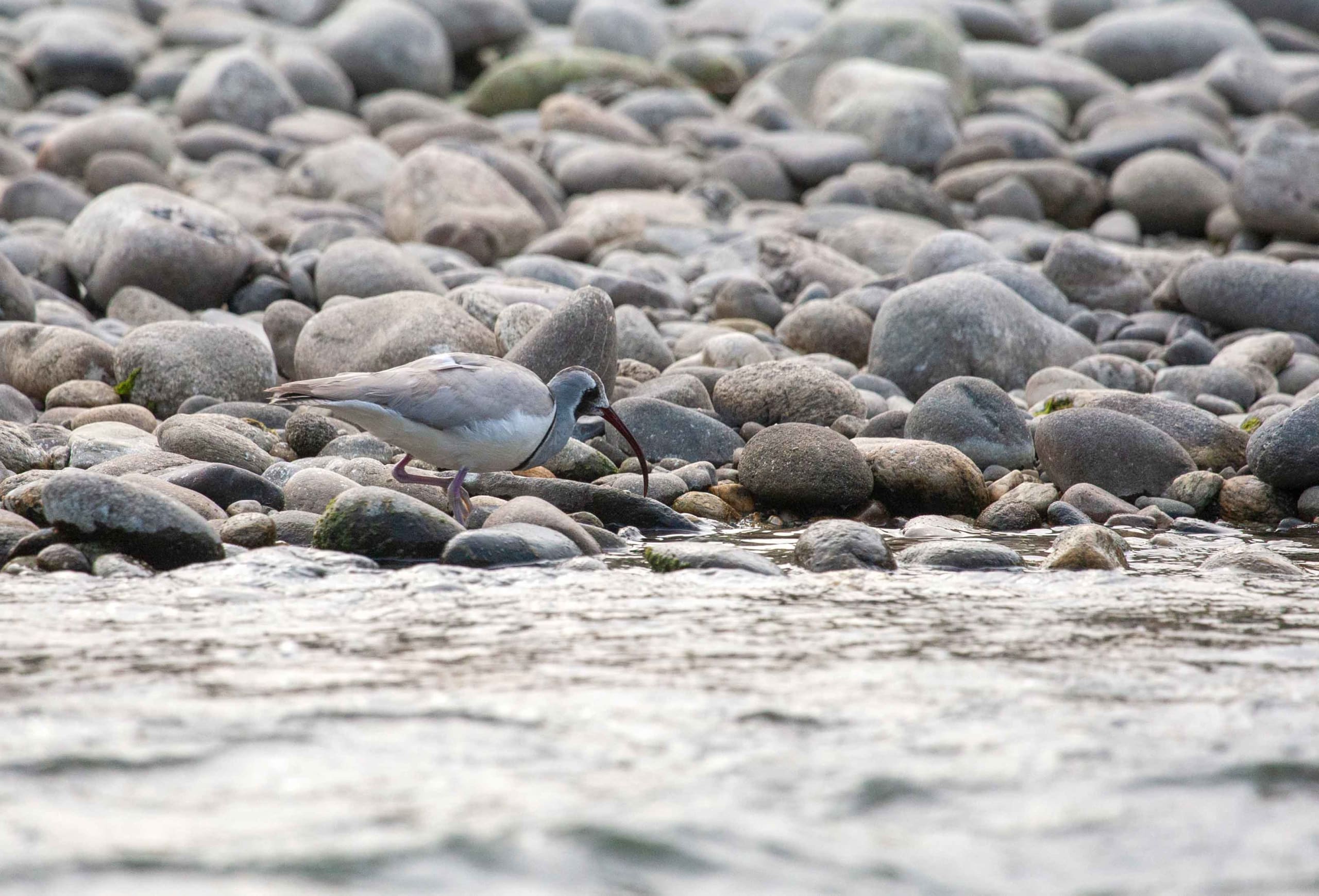 ‘Wonder Bird of the Himalayas’ Faces Several Threats