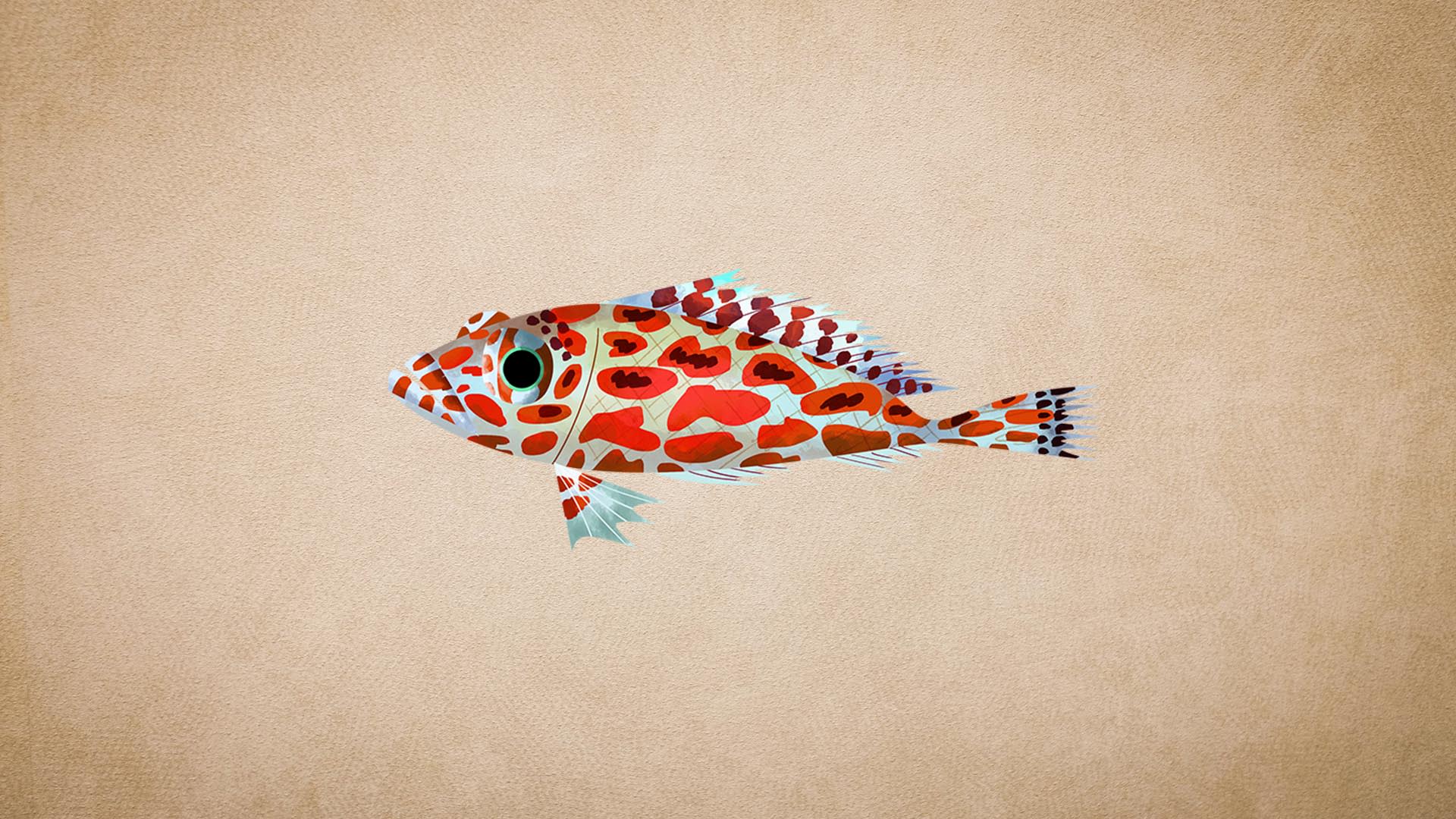 Hawkfish: Facts, Diet, Habitat