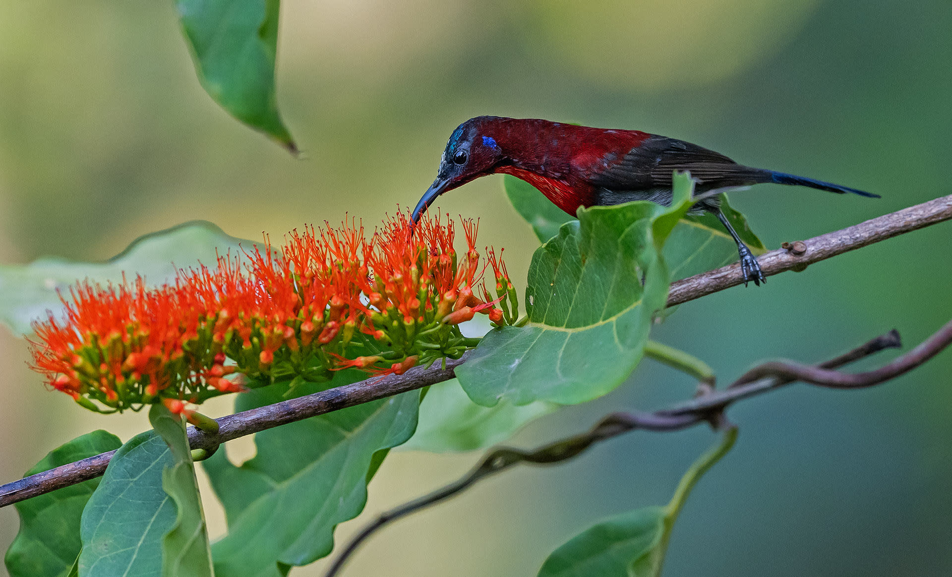 Vigors’s sunbird 