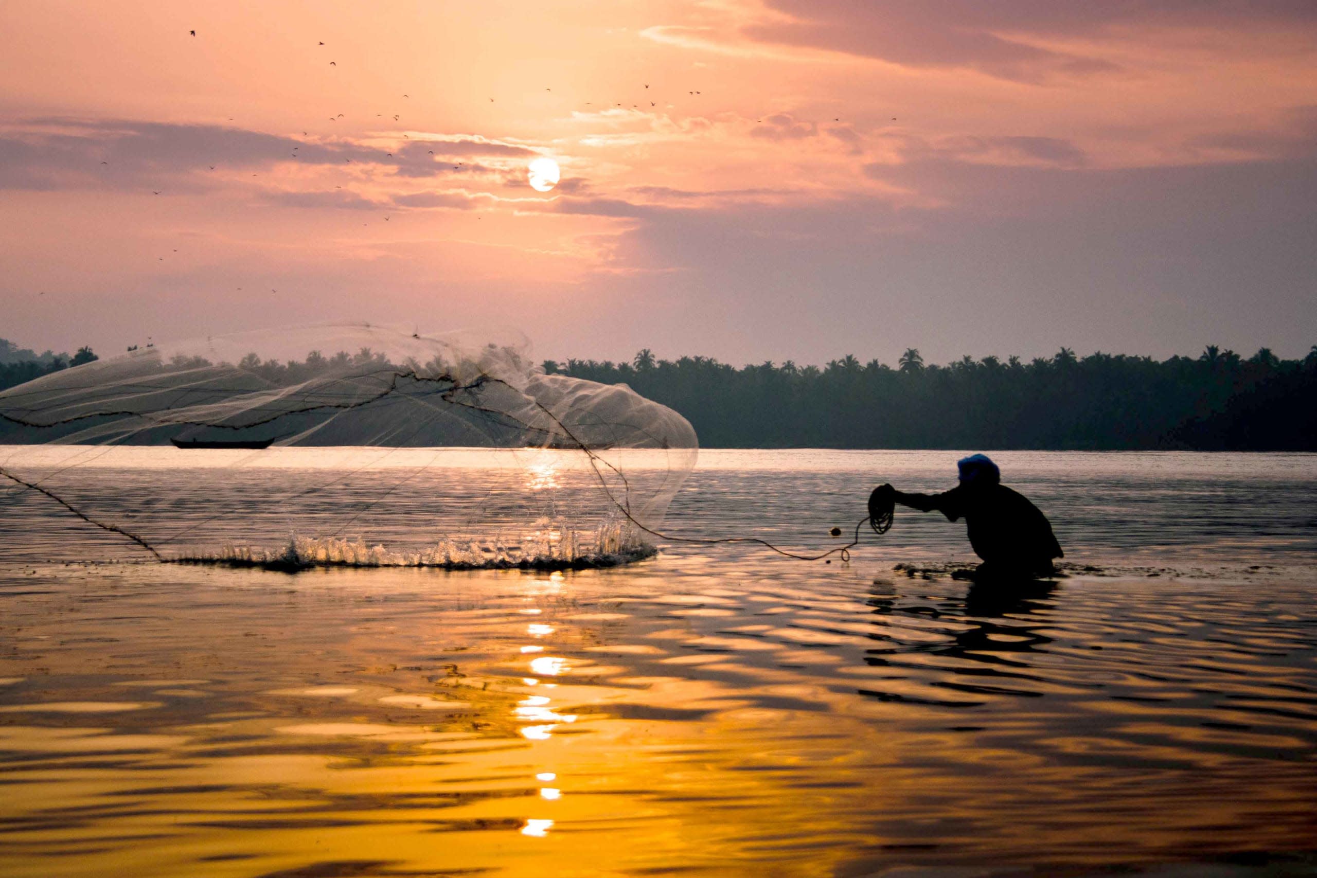 Mass Die-offs of Fish in Kerala Linked to Warming Water and Pollution