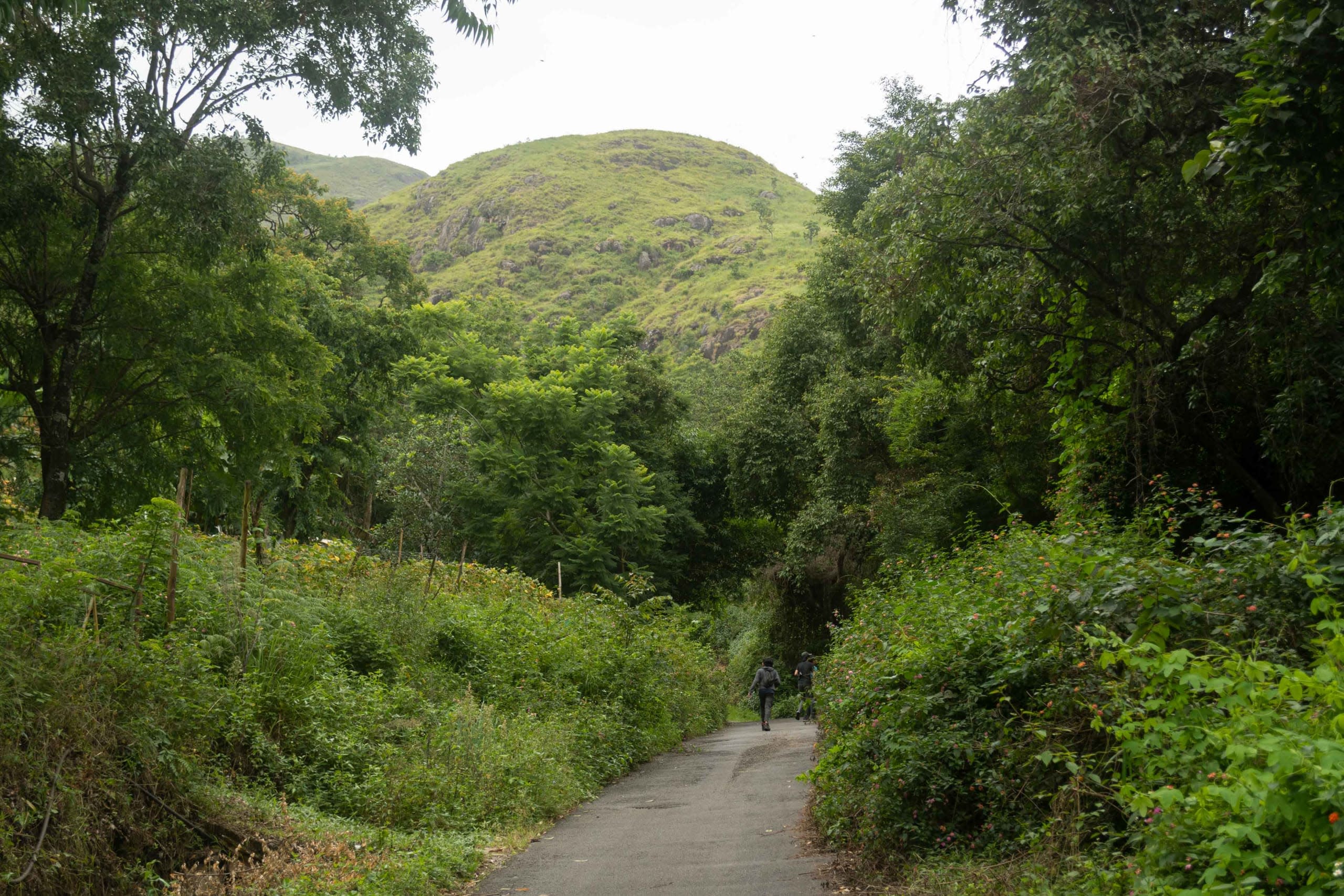 Shola-Grasslands in the Palani Hills