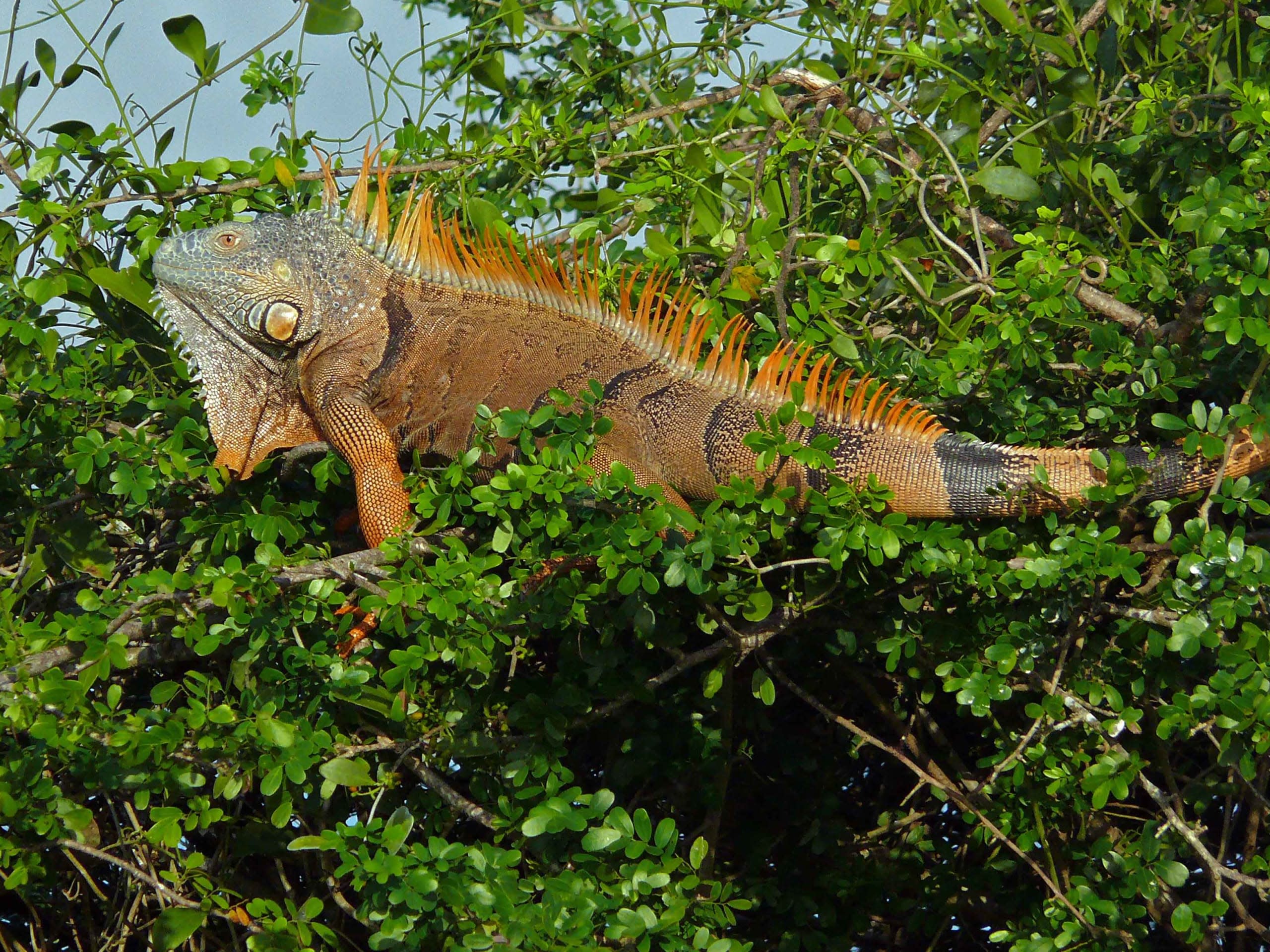 New Rescue Centres for Seized Wildlife in Northeast States