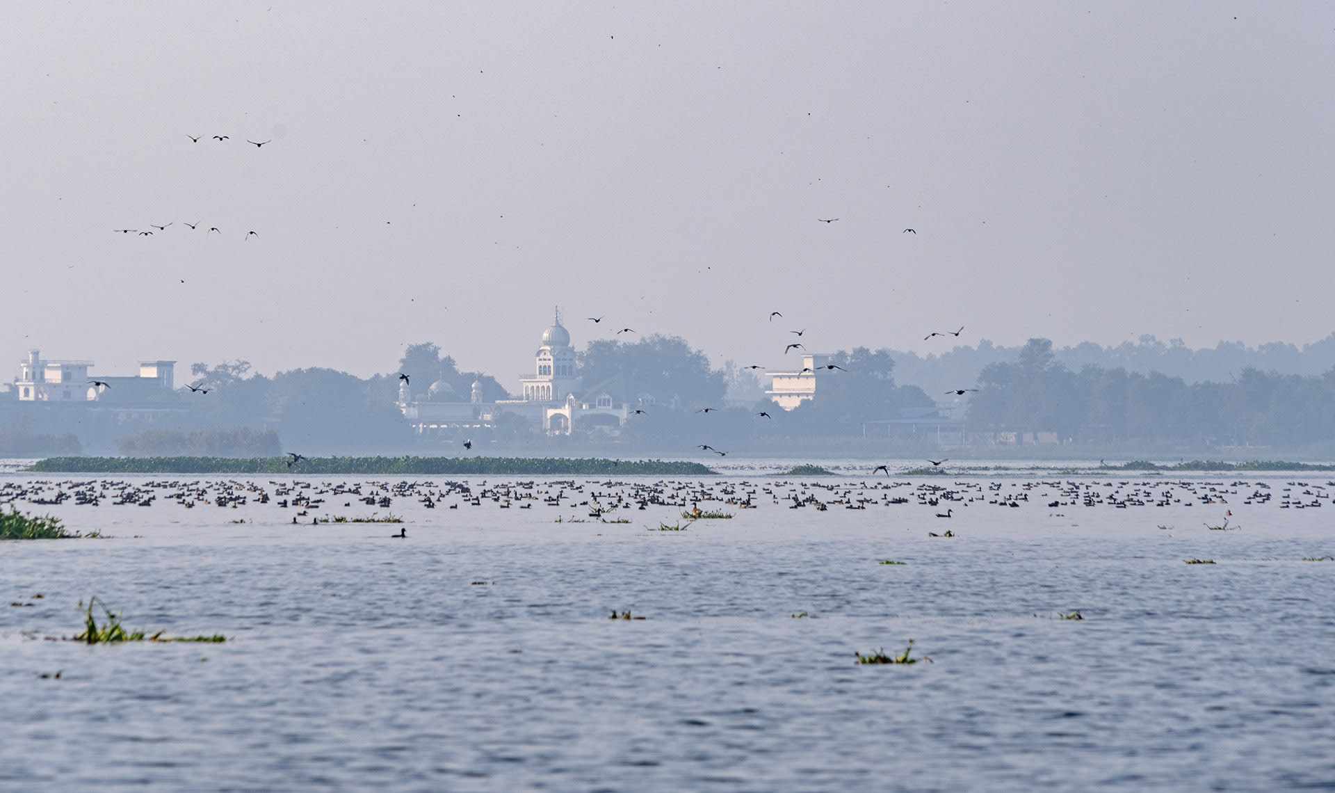 Harike Wildlife Sanctuary