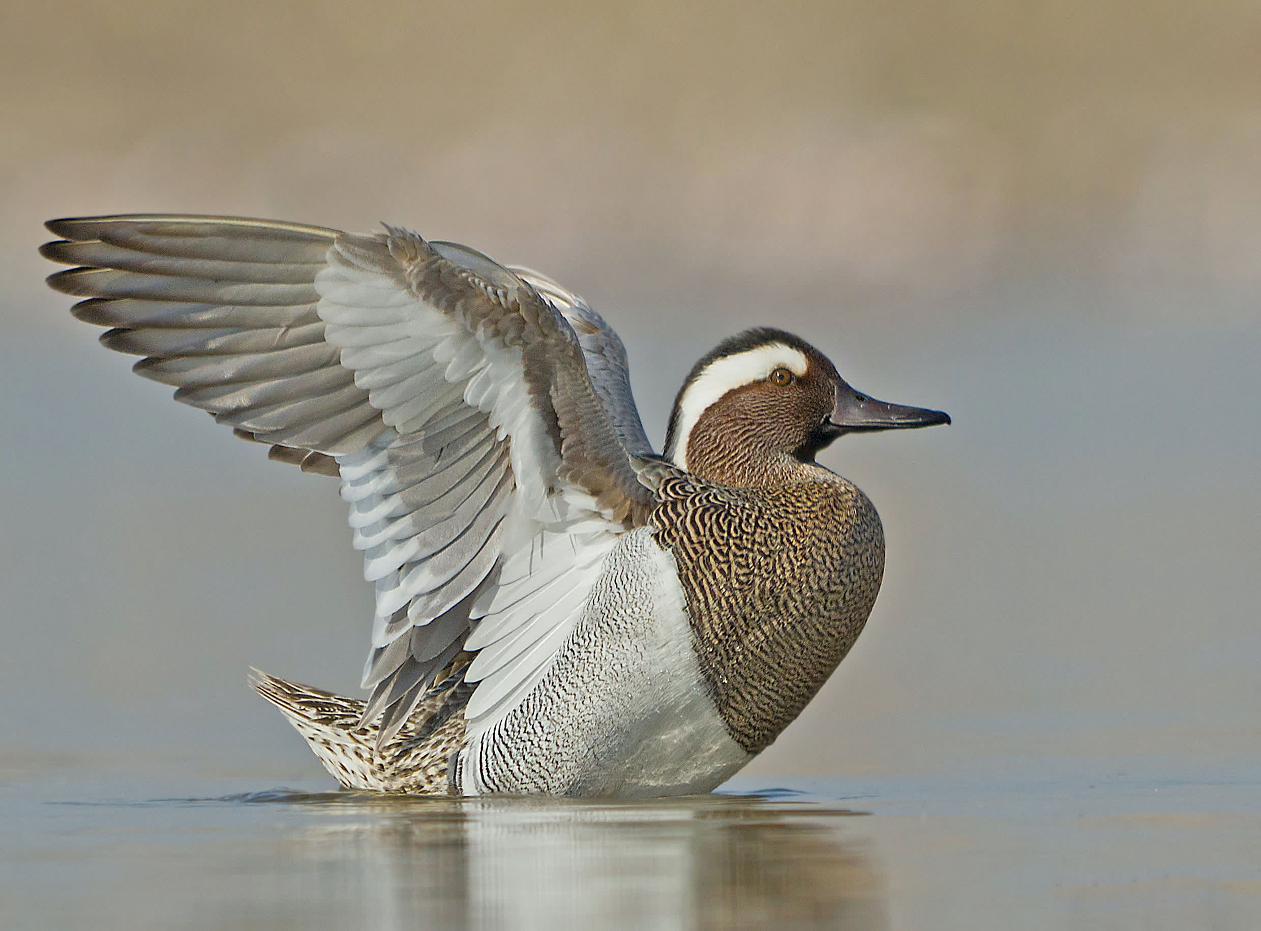 Mokarsagar Wetland Complex: Lifeline for Wintering Birds