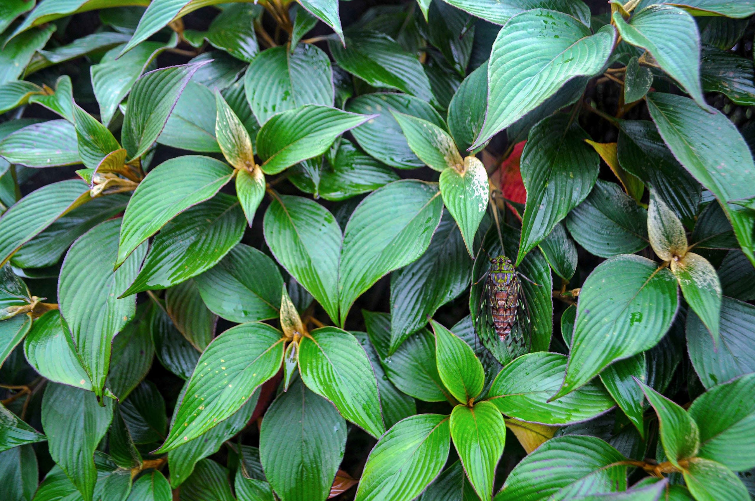 Cicada