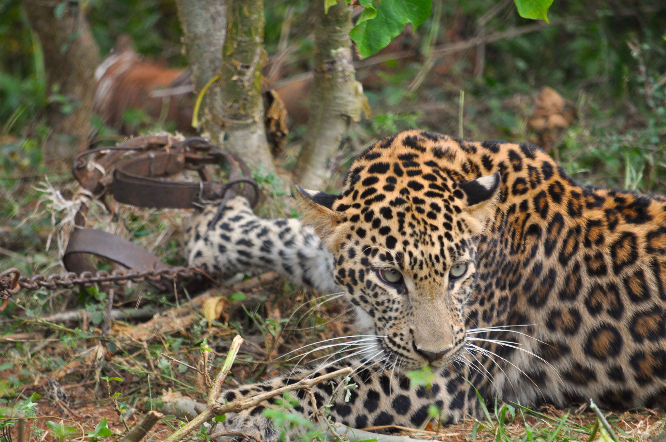 Leopard