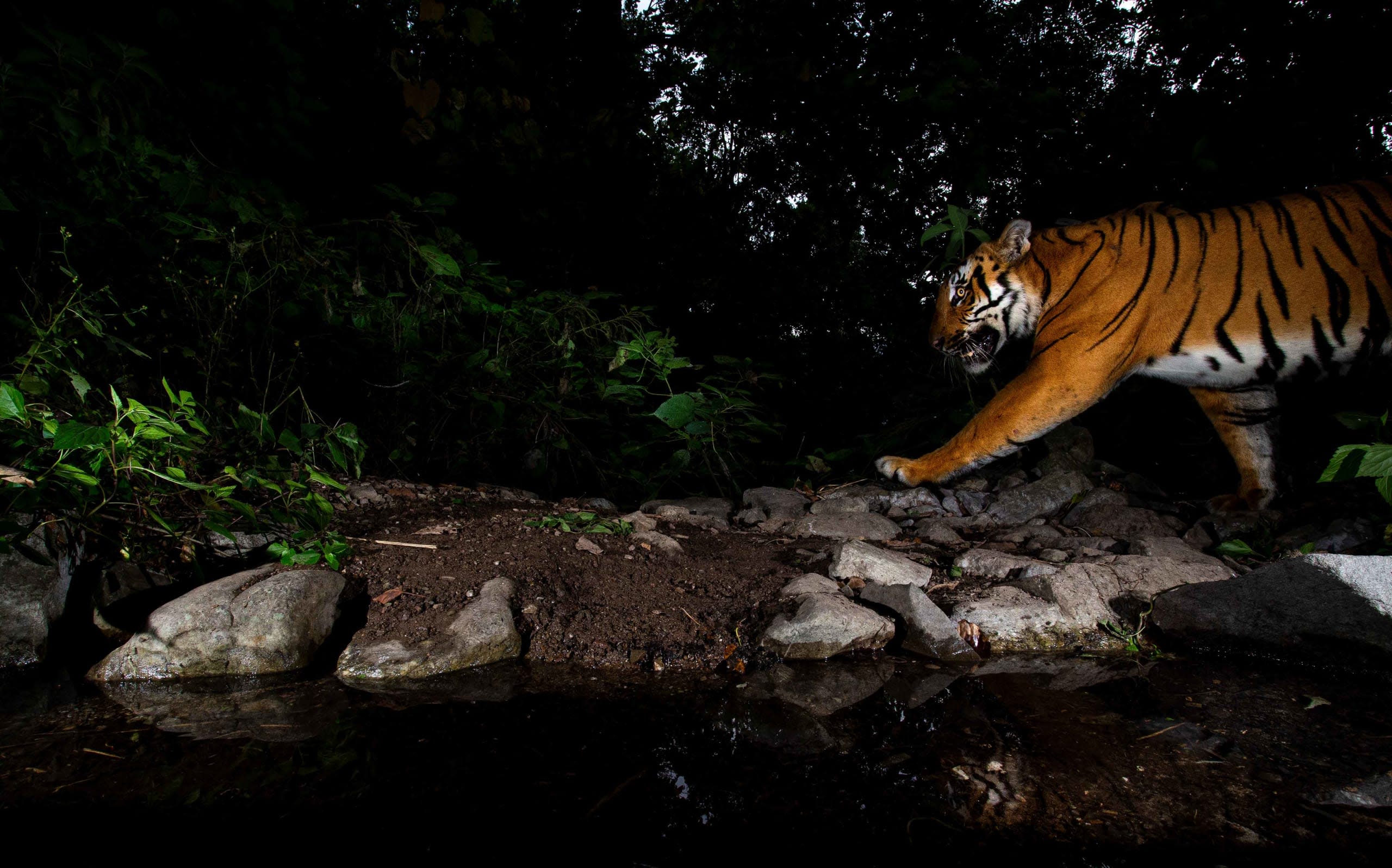 Tiger