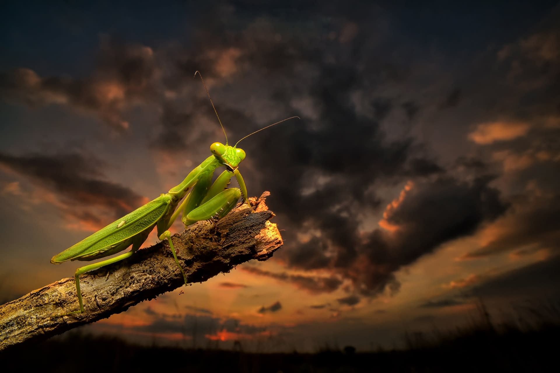 Fists of Fury: Predatory Prowess of the Praying Mantis