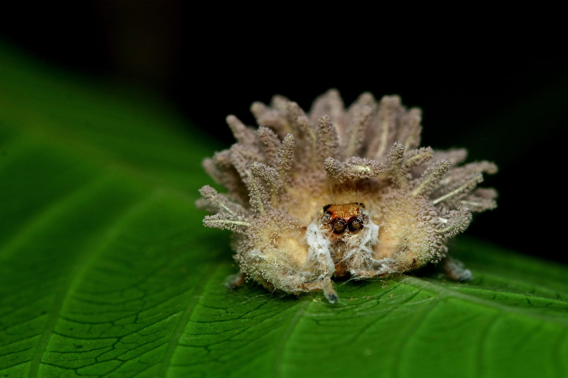 Miniscule Marvels and their Microhabitats