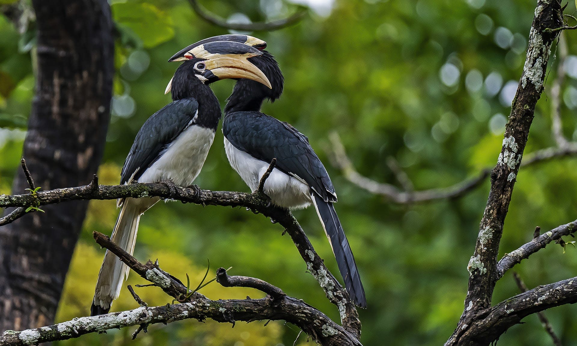 Malabar Pied Hornbill: From Forest to Fragments