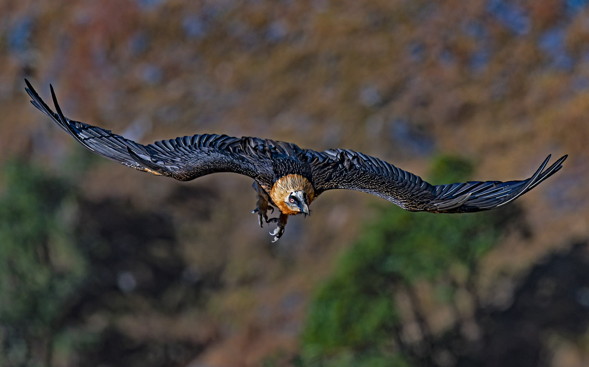 Bearded vulture