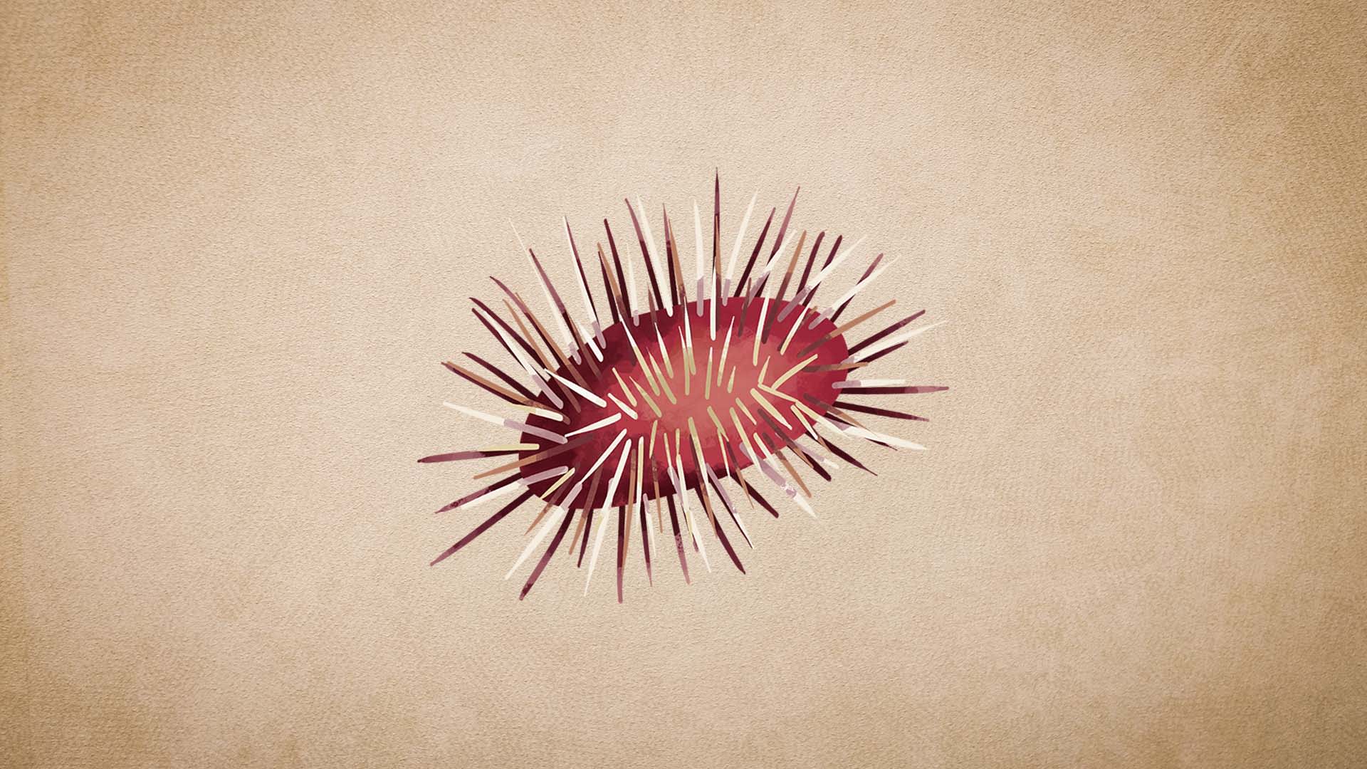 Sea Urchins: Defence Mechanism, Habitat, Threats