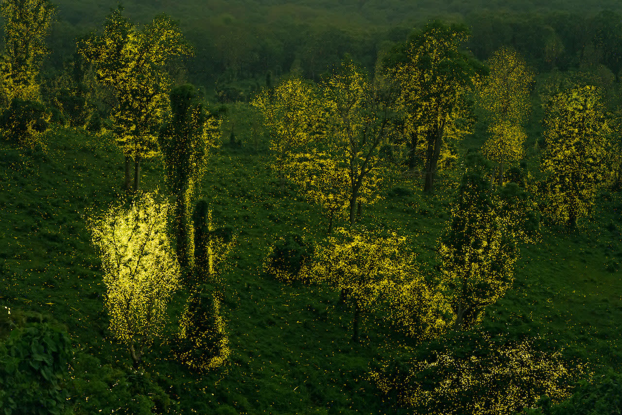 The Enchanted Forest: The Love Language of Fireflies in Anamalai Tiger Reserve