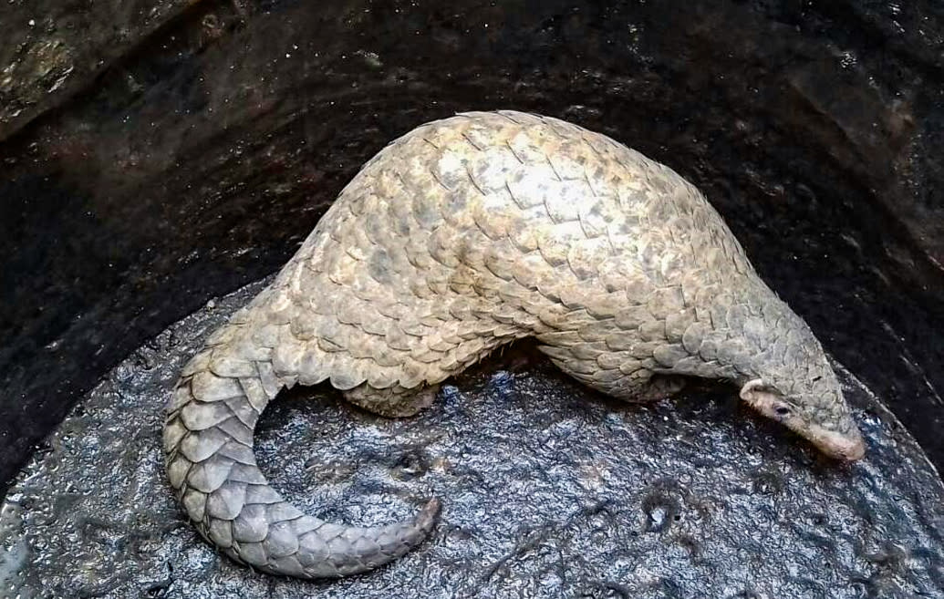 Threatened Pangolins in the Tea Plantations of the Darjeeling Hills