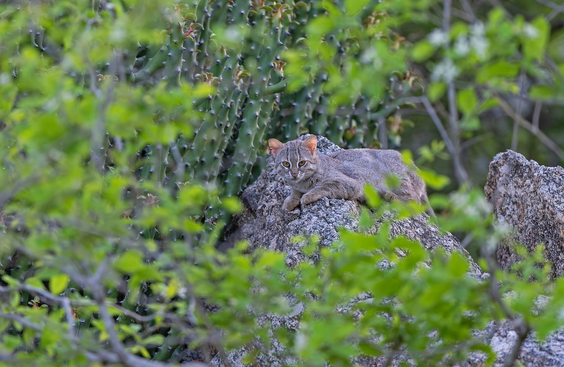 Rusty-spotted cat 