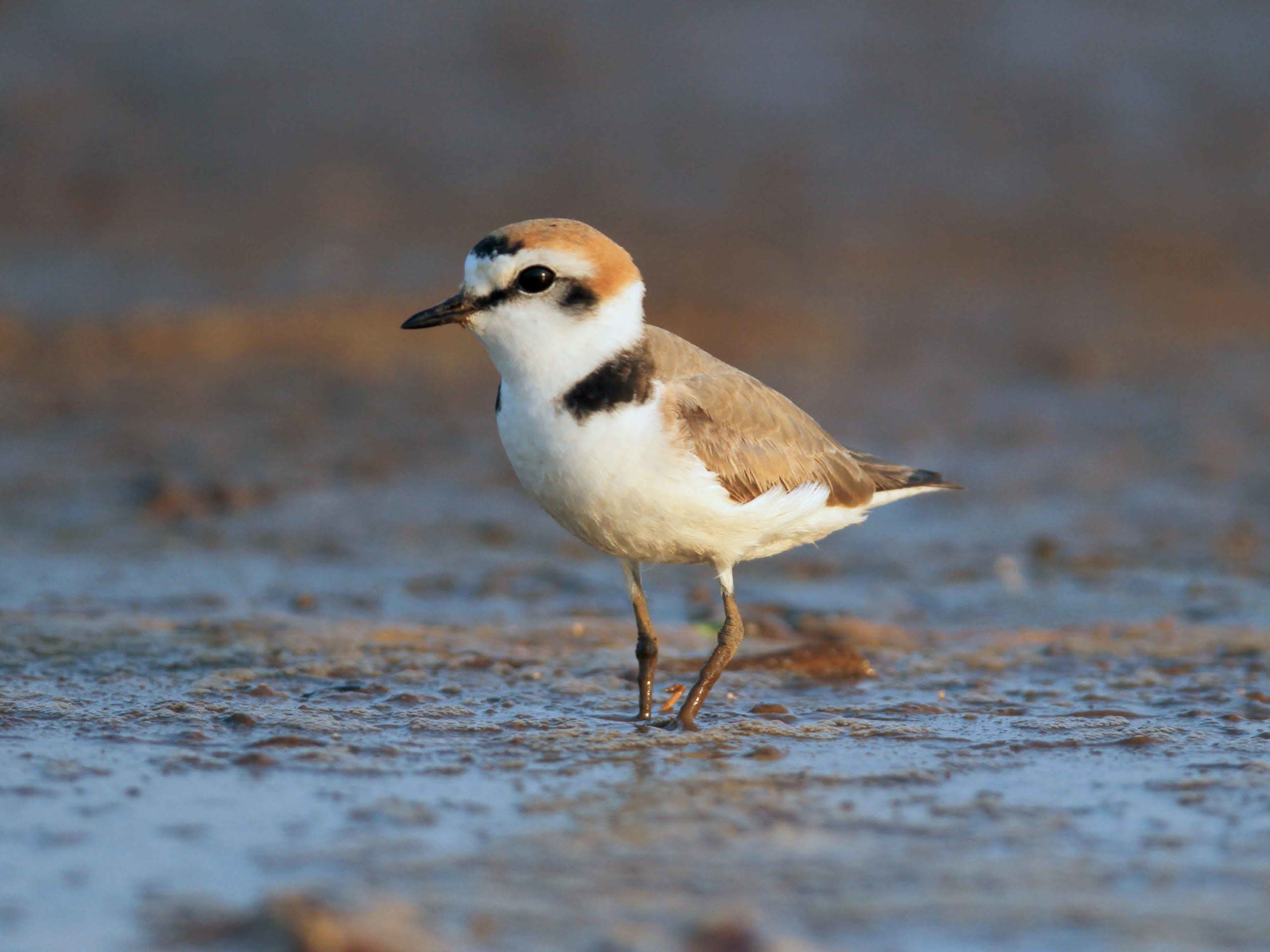 Dwindling Bird Populations are an Indication of Biodiversity Loss