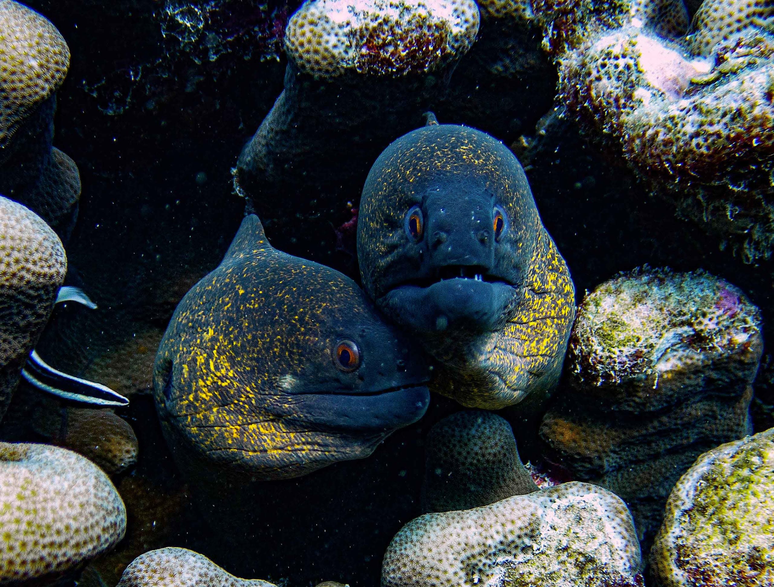 Moray Eels: Top Predators with an Arsenal of Defences