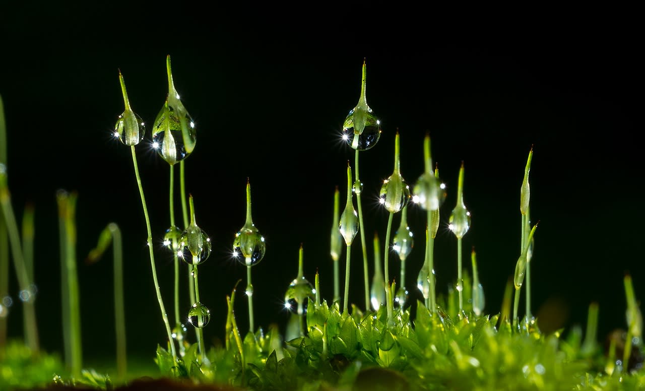 Dewdrops