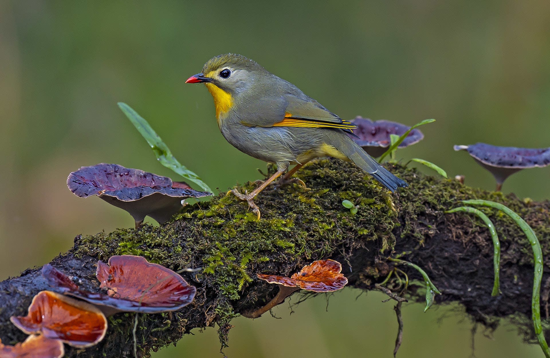 High Altitude Passerines in Uttarakhand