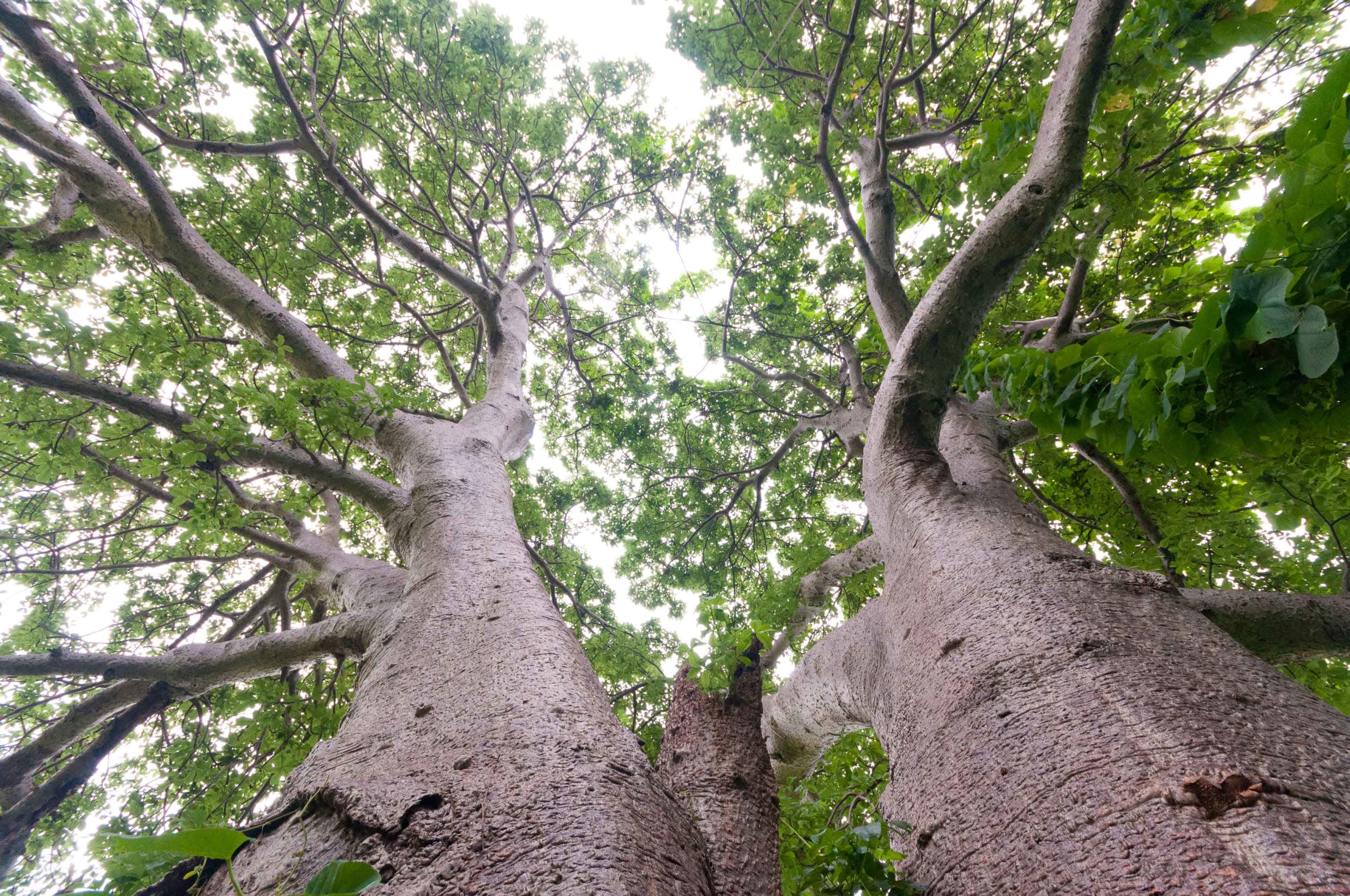 Standing Tall: African Baobabs in Mumbai