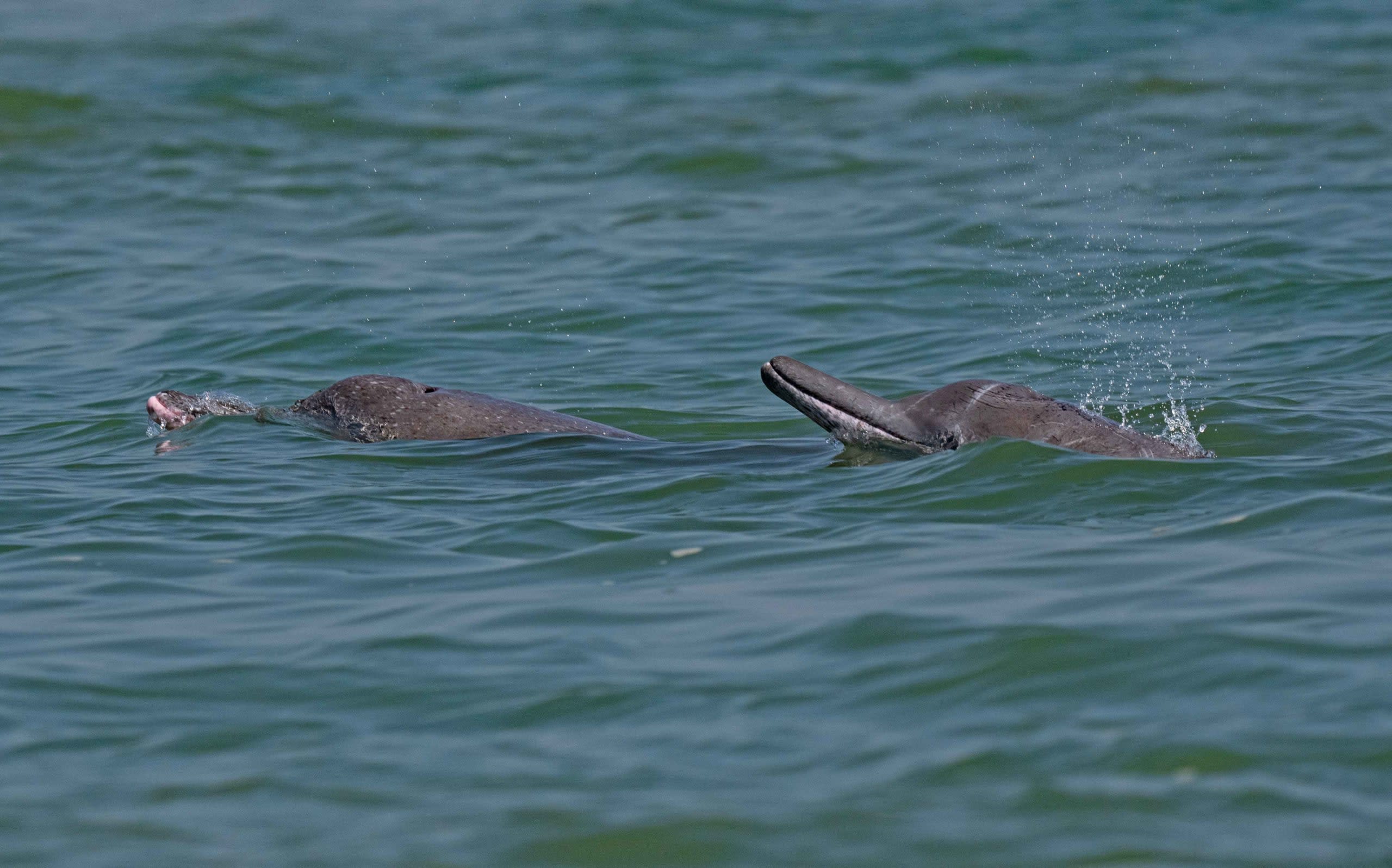  Indian Ocean humpback dolphin 