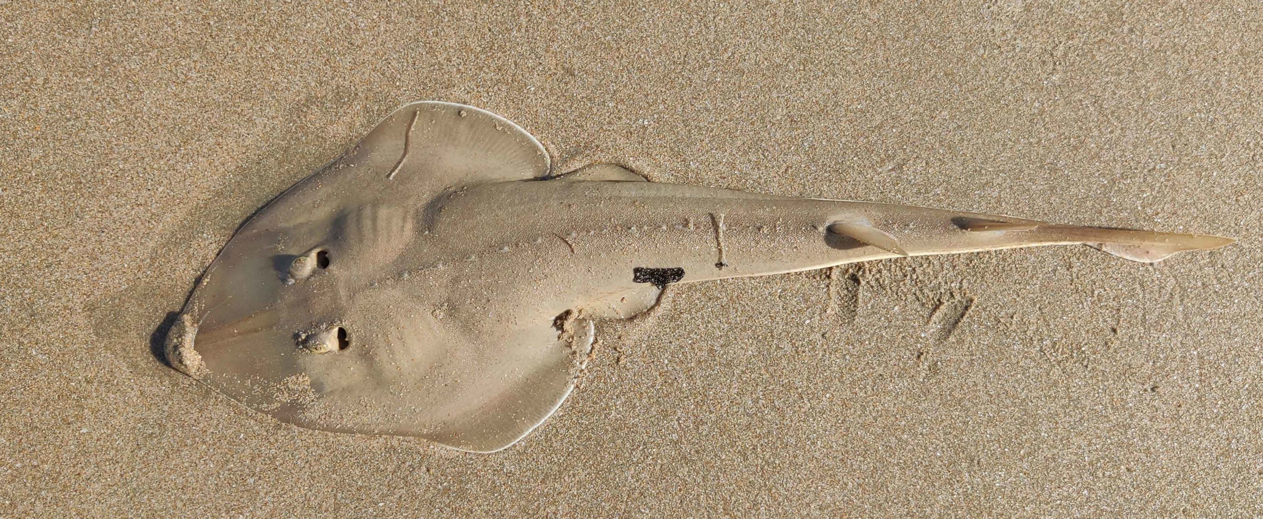 Guitarfish: The Threatened Coastal Cruisers of South Goa