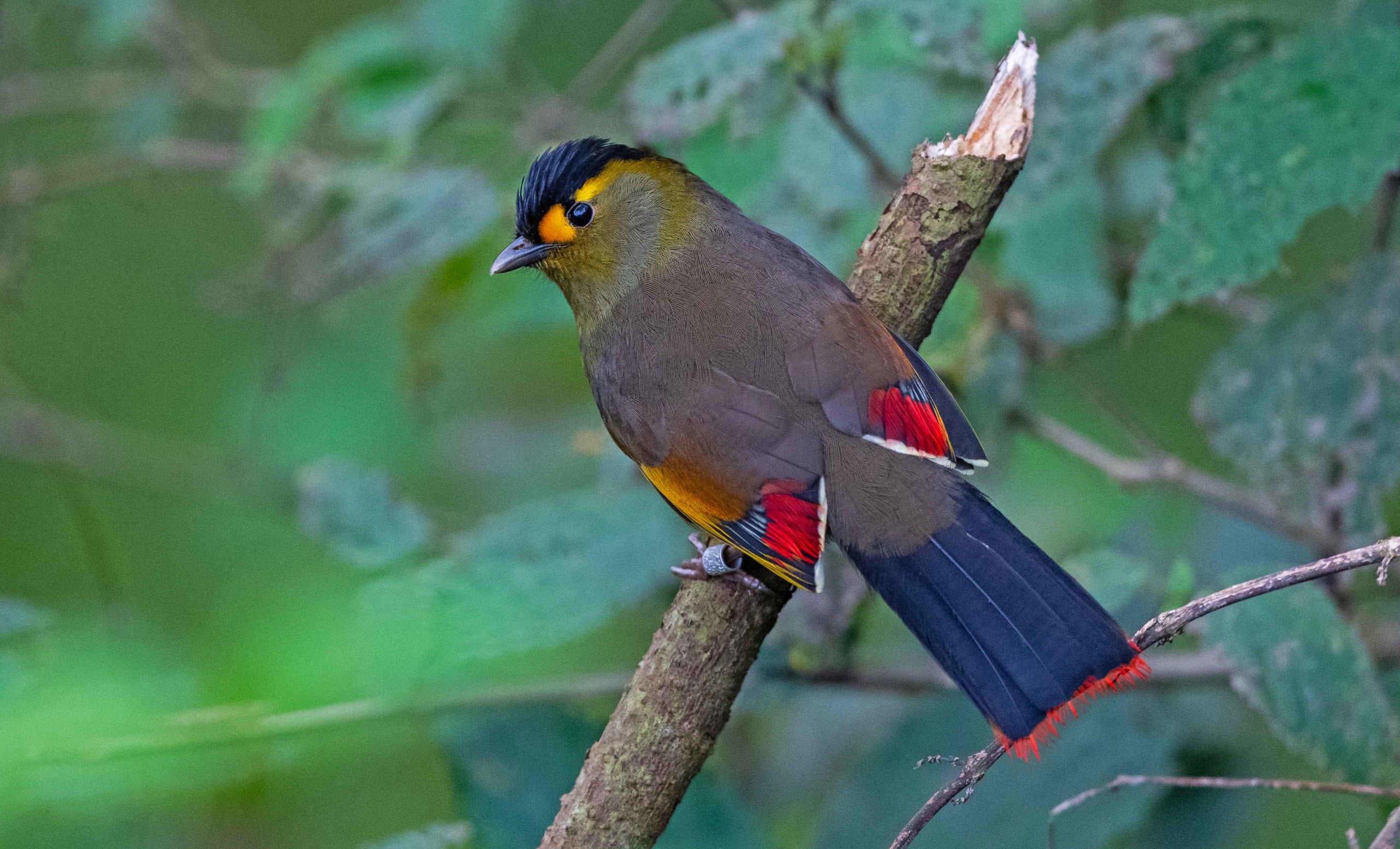 Bugun Liocichla