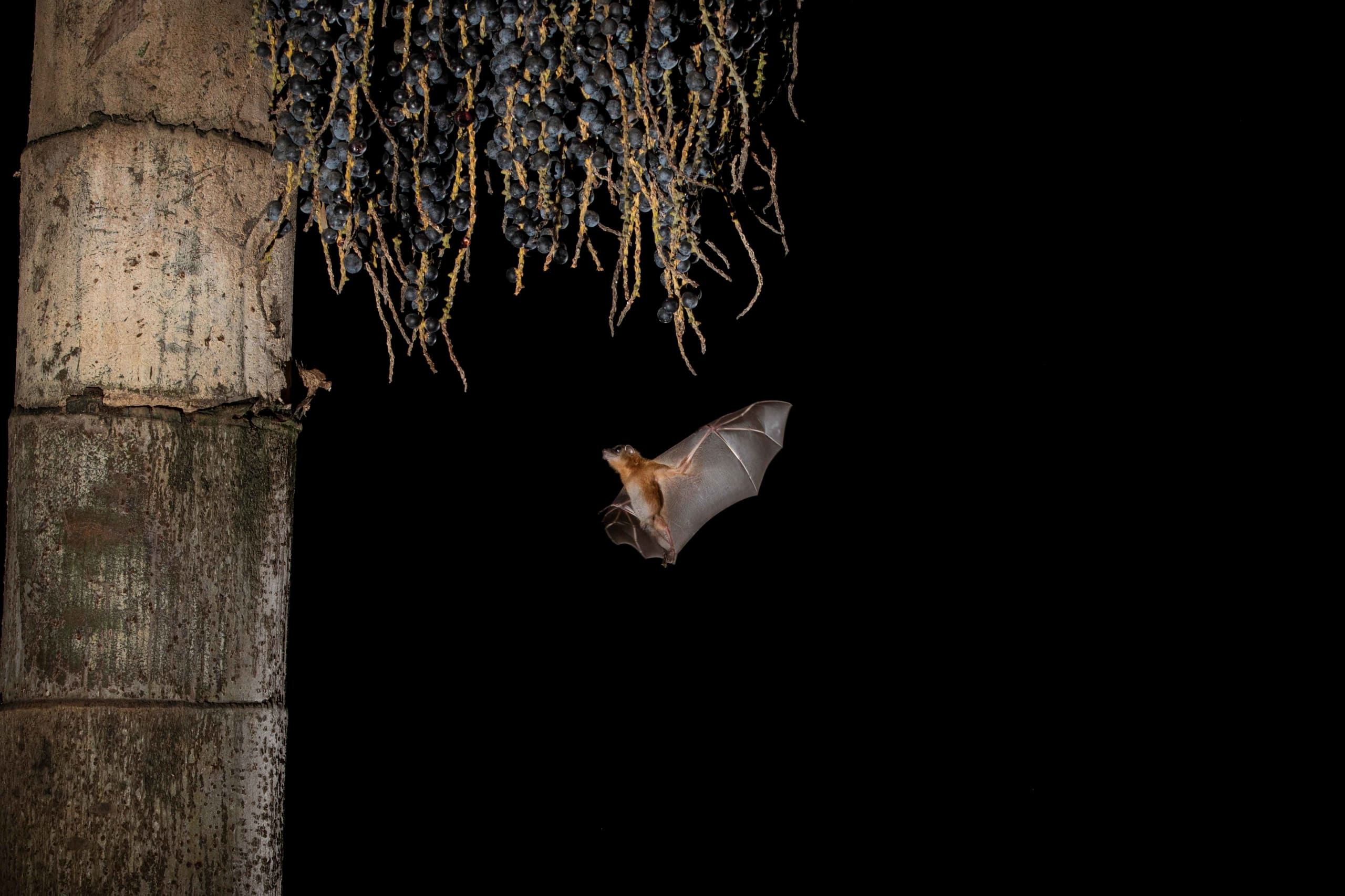Dark Knights: Urban Encounters of the Bat Kind