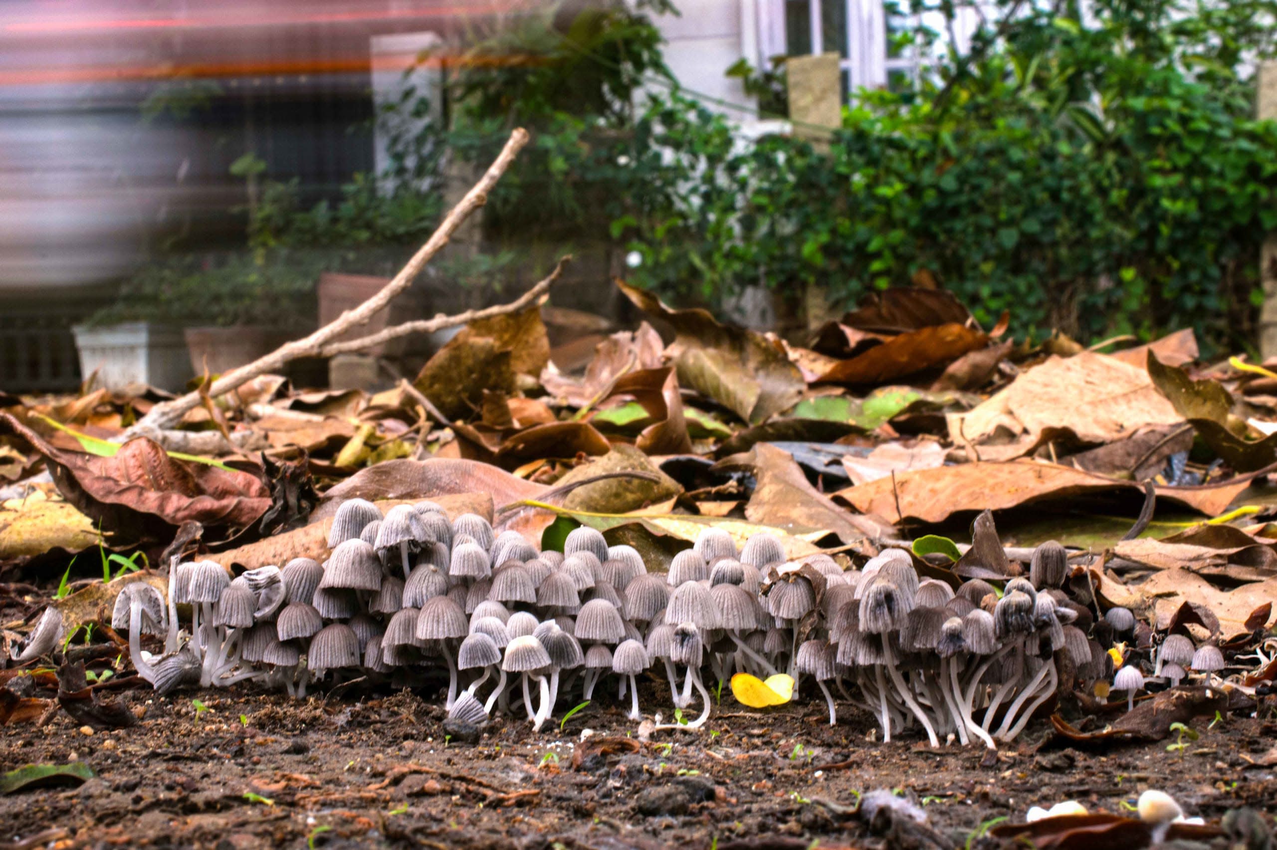 Fairy inkcap mushrooms 