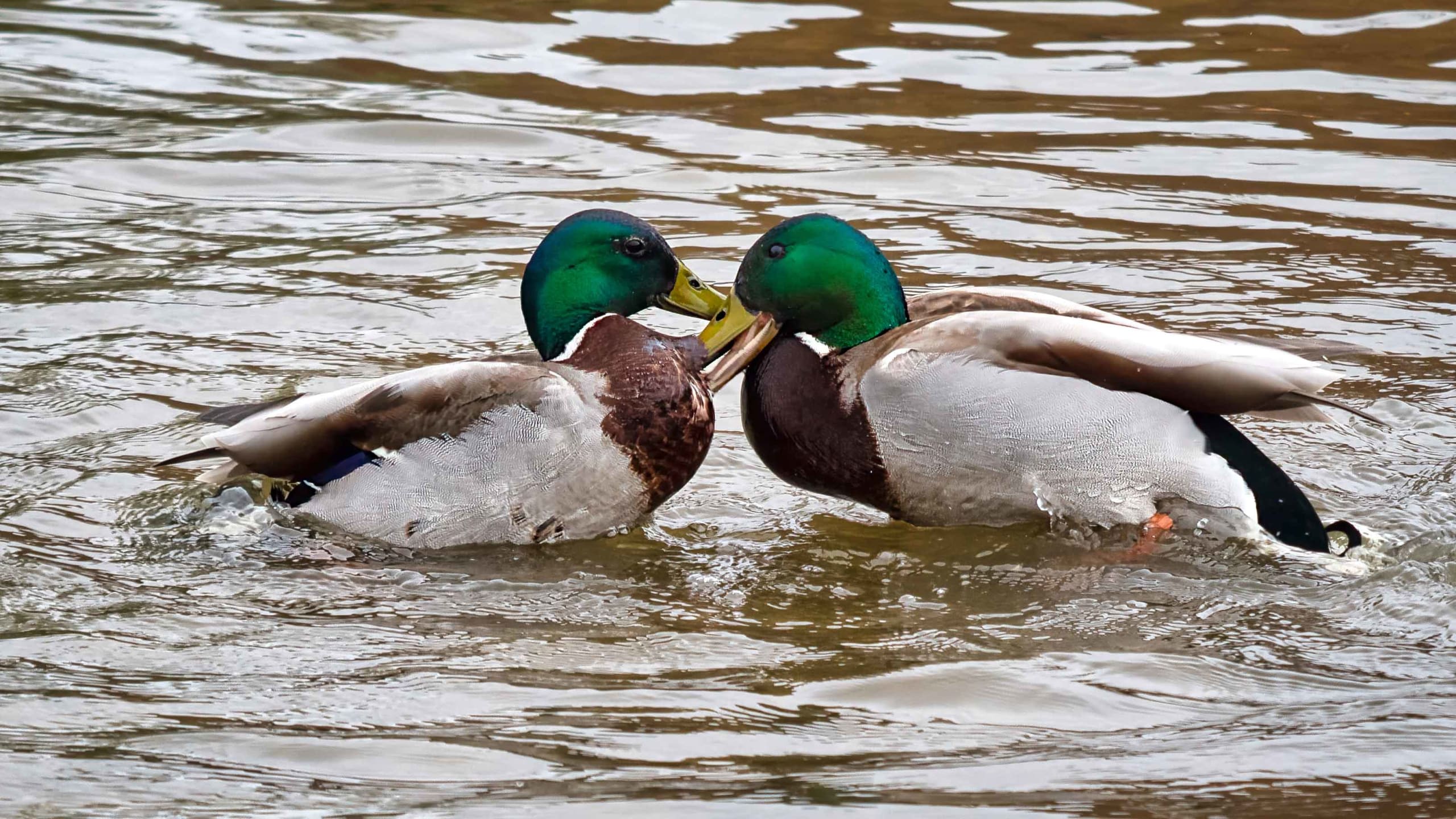 Stigmas in Research Revealed as Study Finds More Animals Showing Same-sex Behaviour