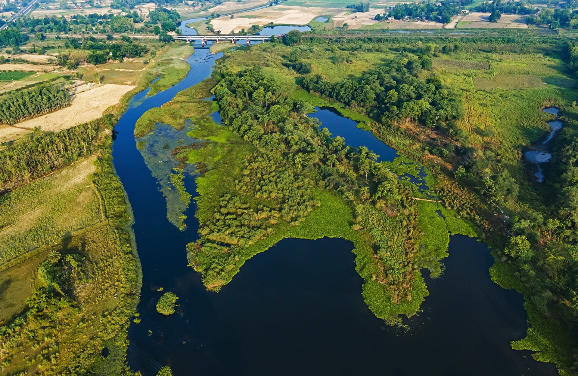 Riparian Zone: Facts, Threats, Flora and Fauna