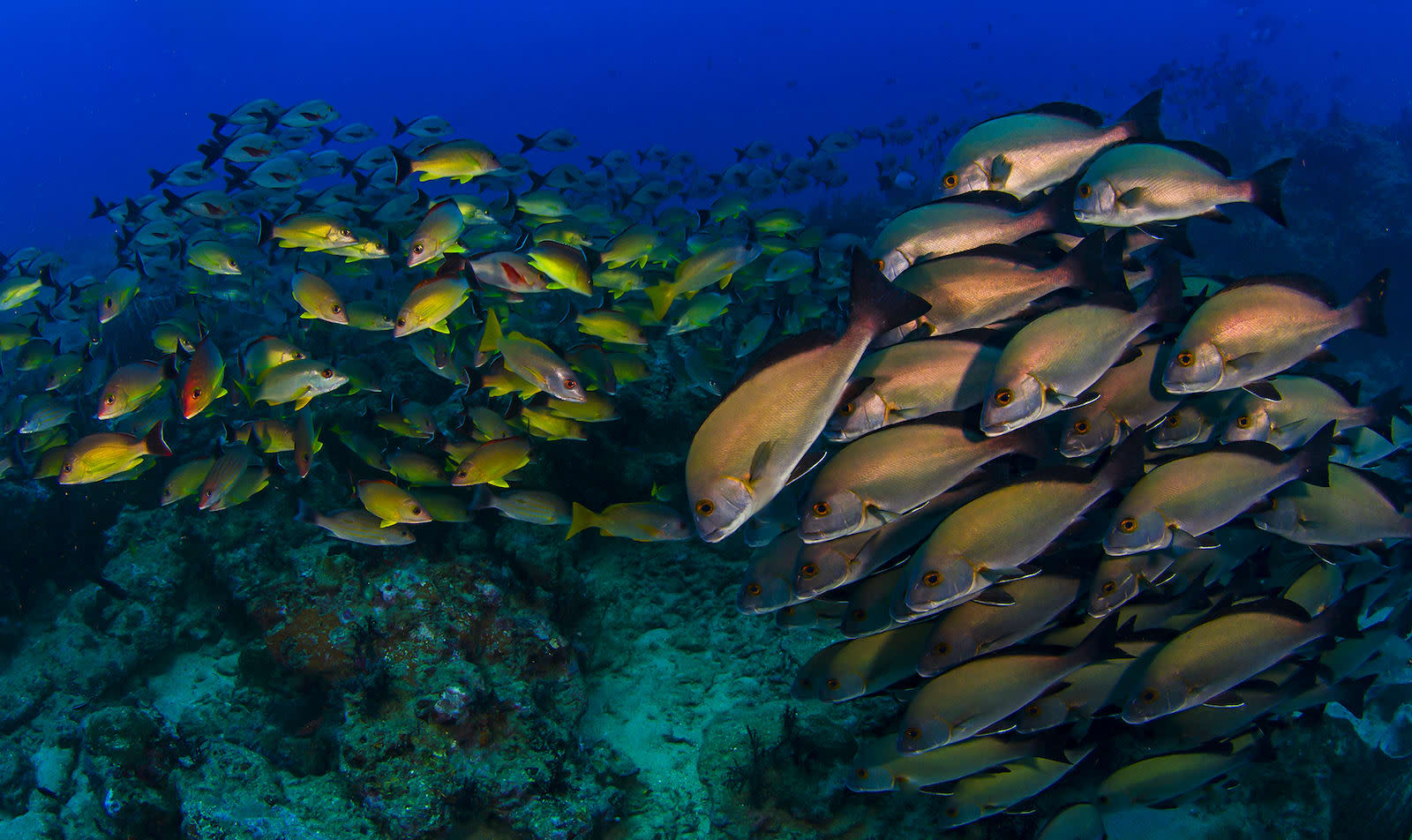 Marine Bioacoustics: The Sound of Water
