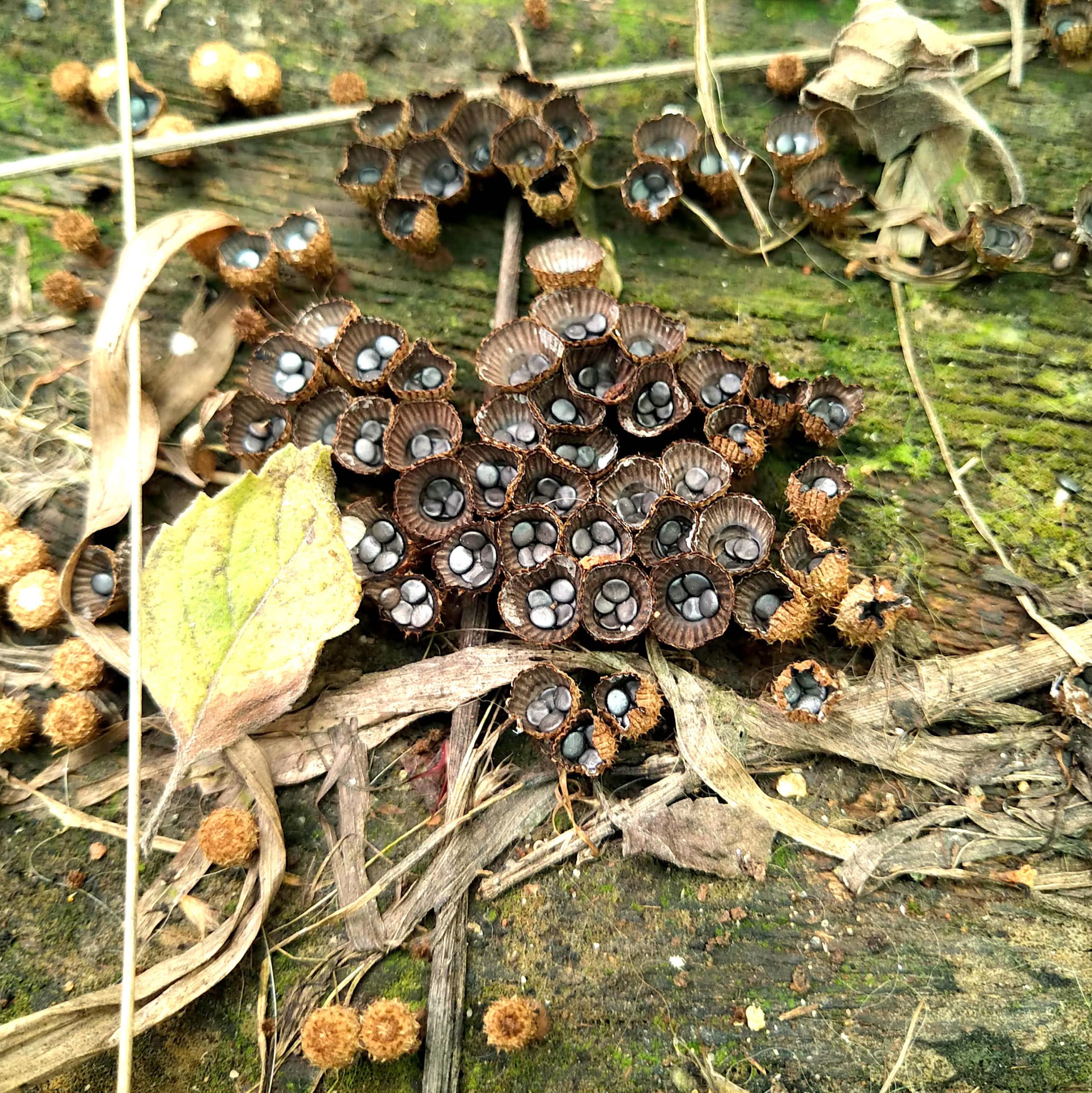 Fungi