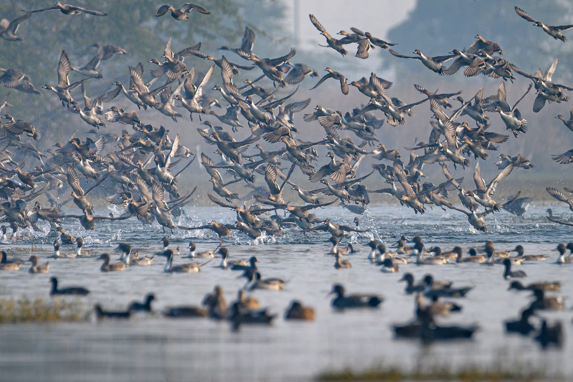  Sultanpur National Park and Bird Sanctuary 