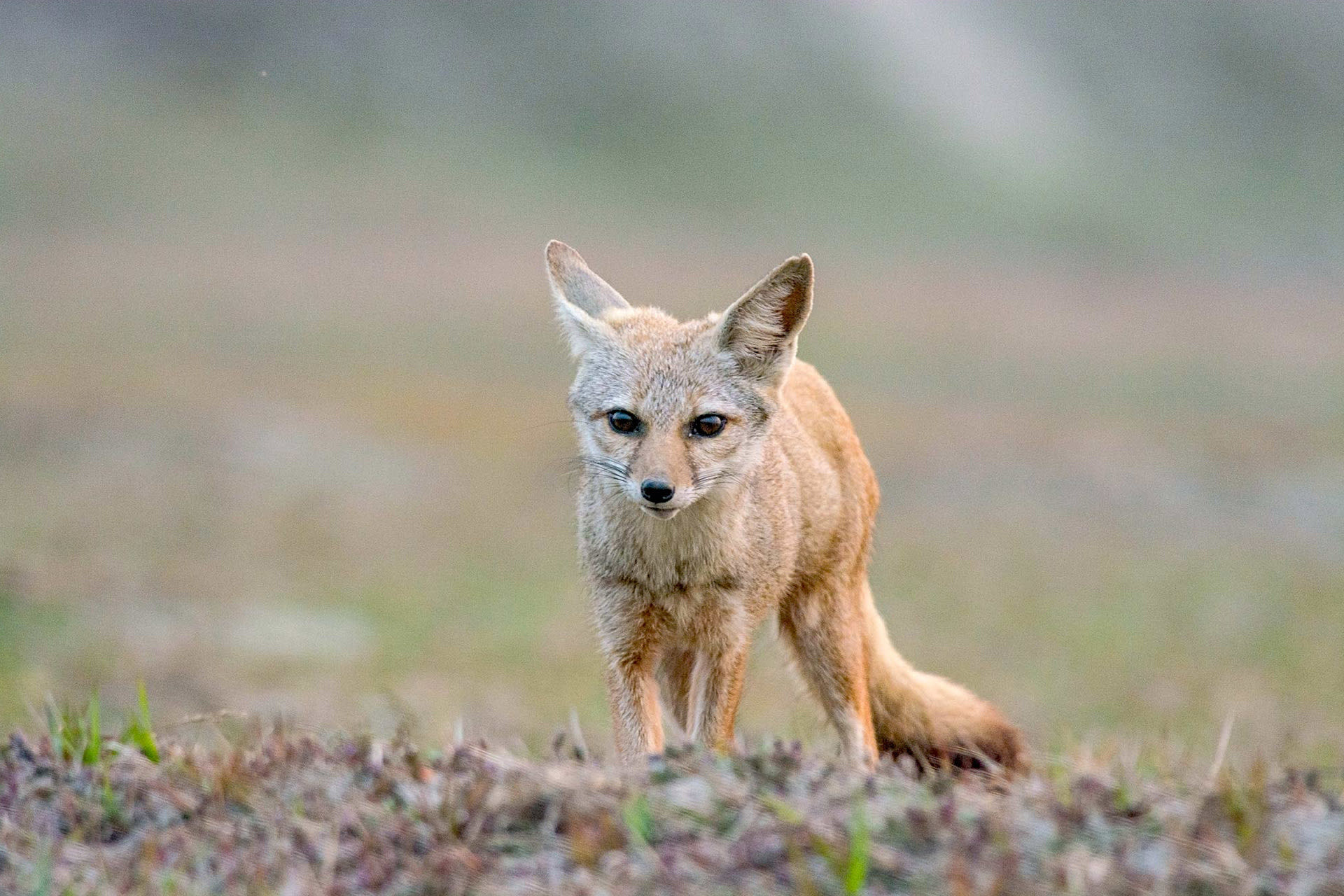 Bengal Fox: Resilient Canid of Indian Grasslands