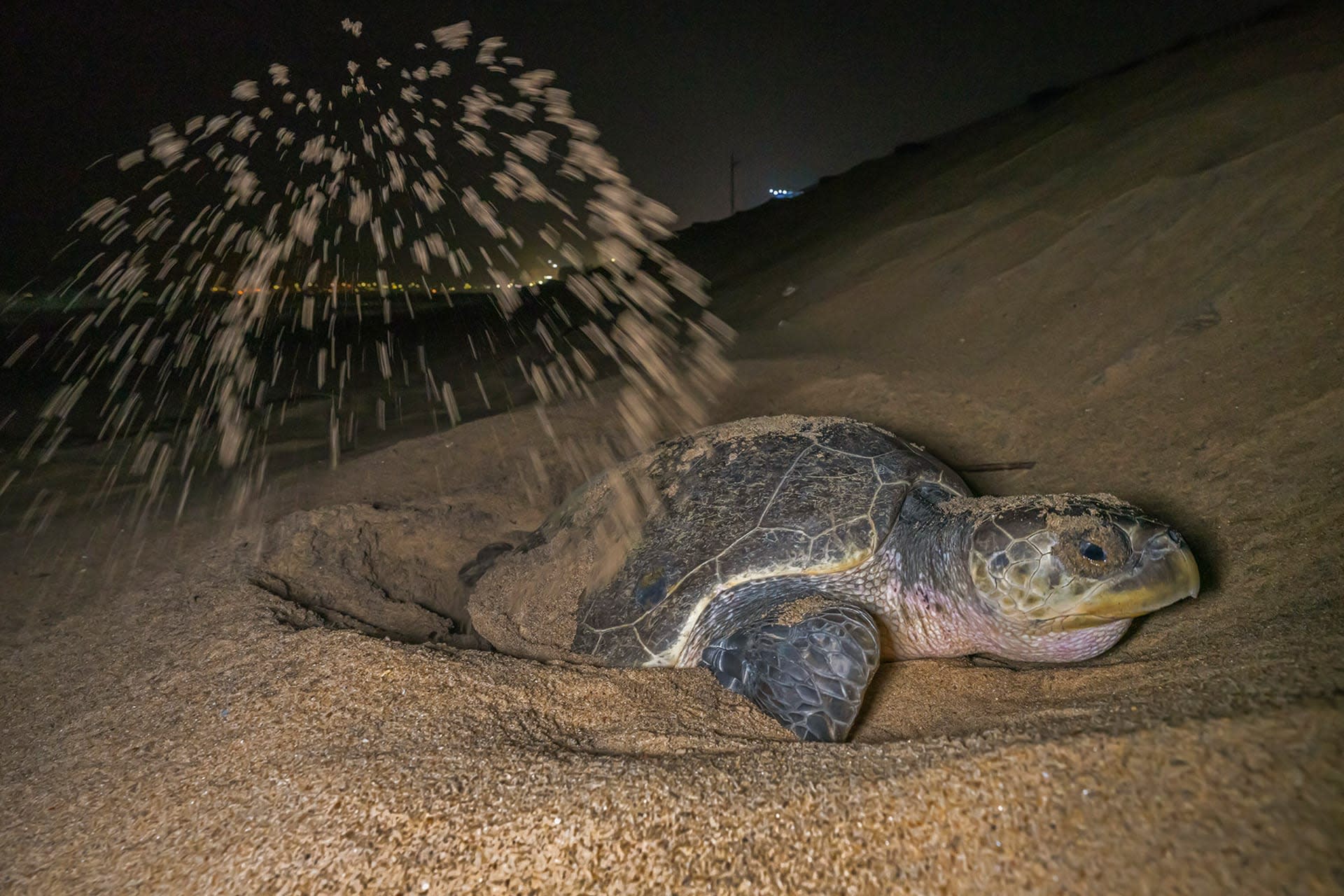 Turtle Tales: Conservation Along India’s Coast
