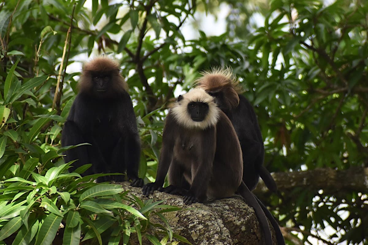 Species No Bar for Langurs 