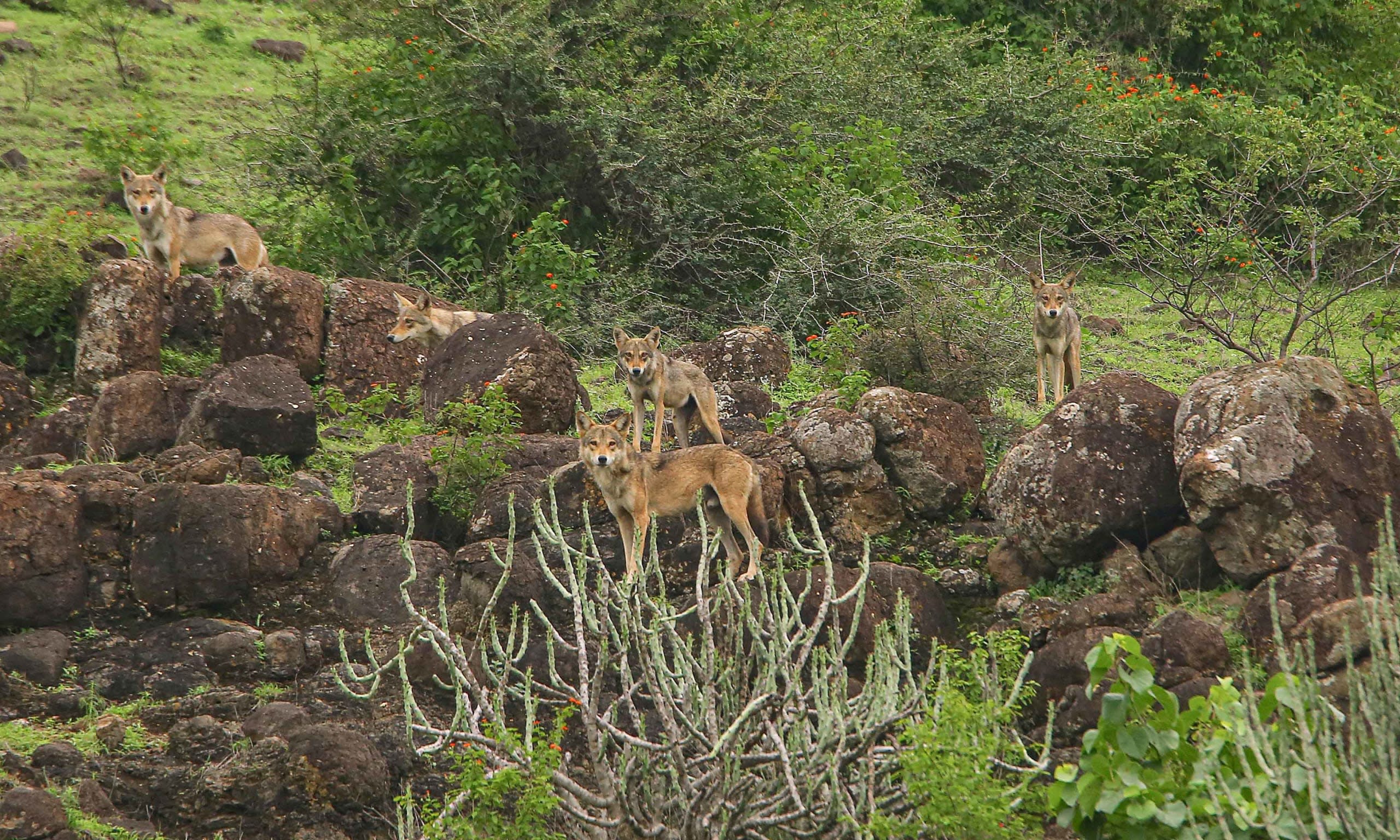 Wolves Give the Silent Treatment