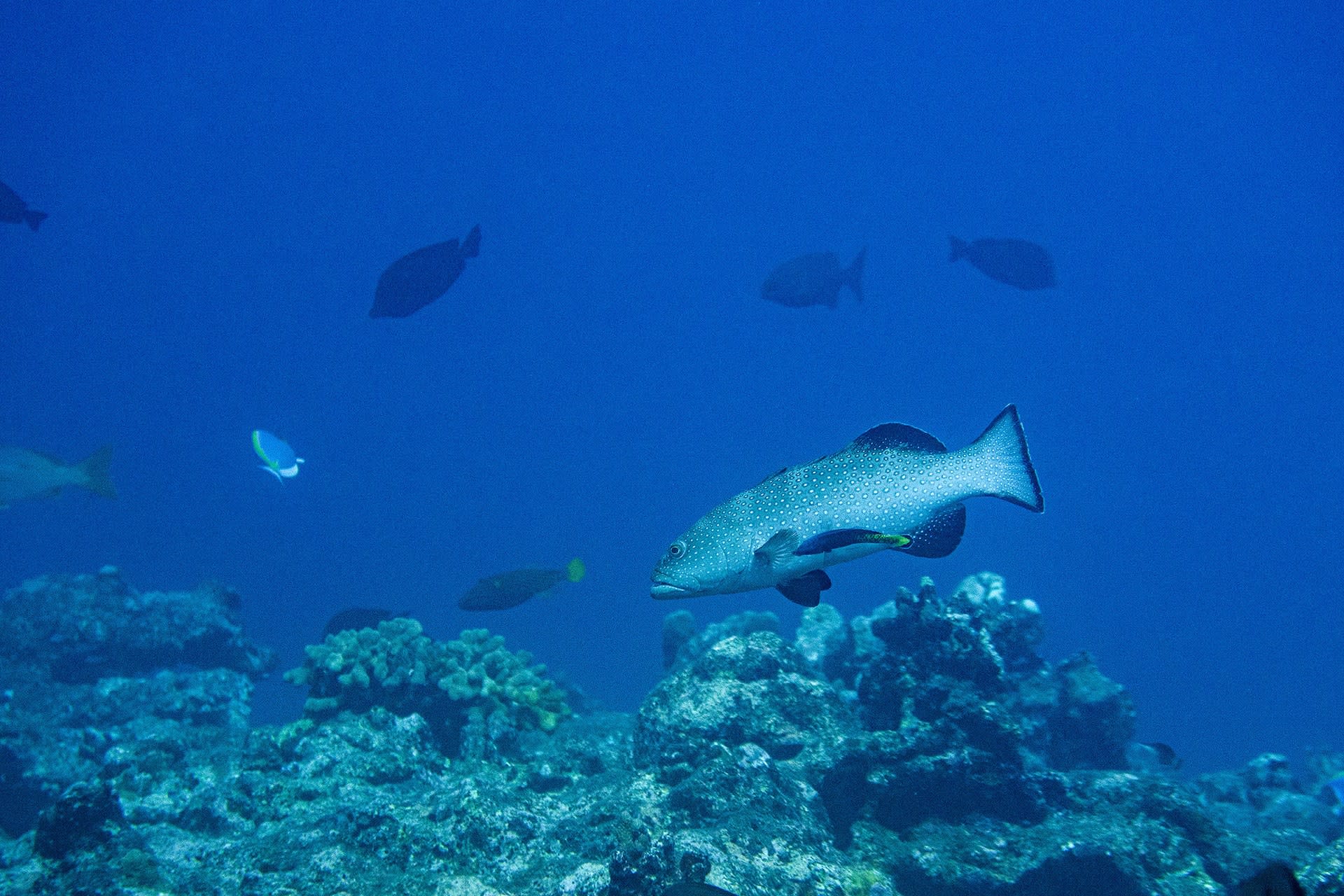 Shifting Baselines: A Fish Spawning Aggregation in Lakshadweep