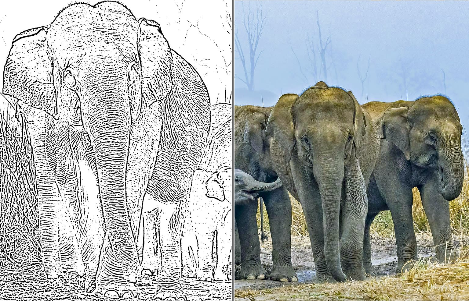 Wildlife Colouring Sheet: Asian Elephant