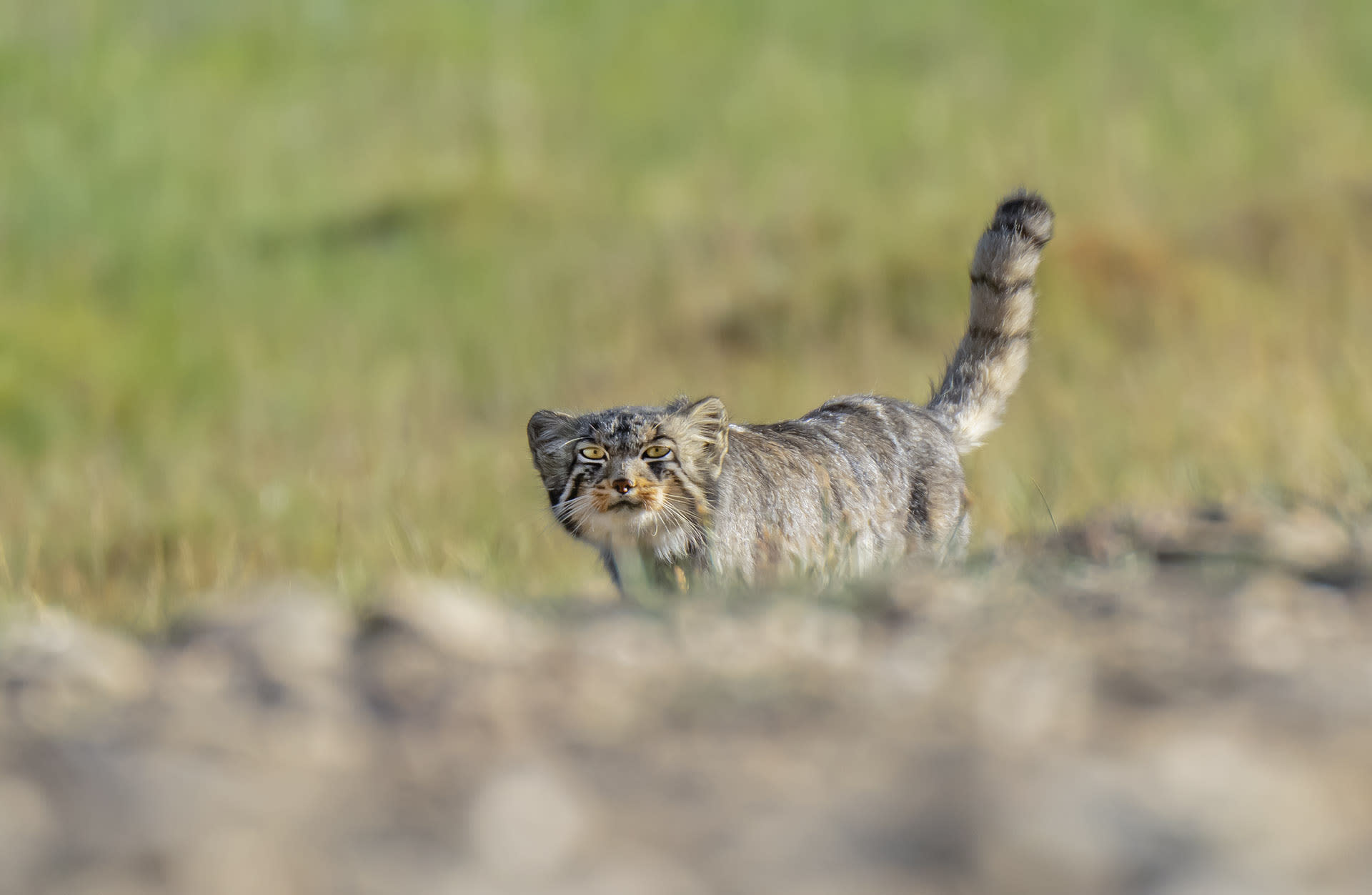 Small Cats Meow to Nobody’s Notice