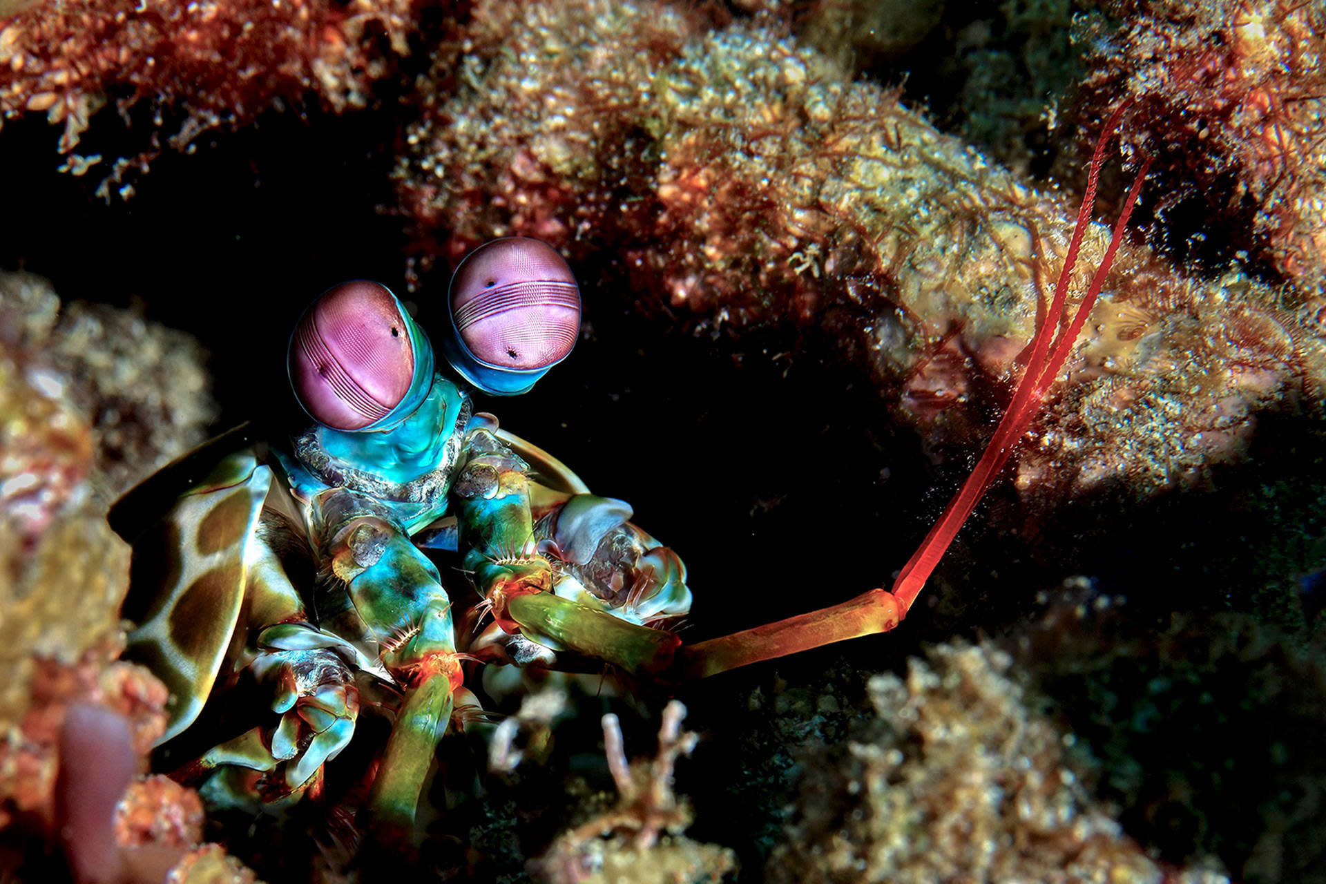 Mantis Shrimp: Eye-popping Predators of Reefs and Seagrass Meadows