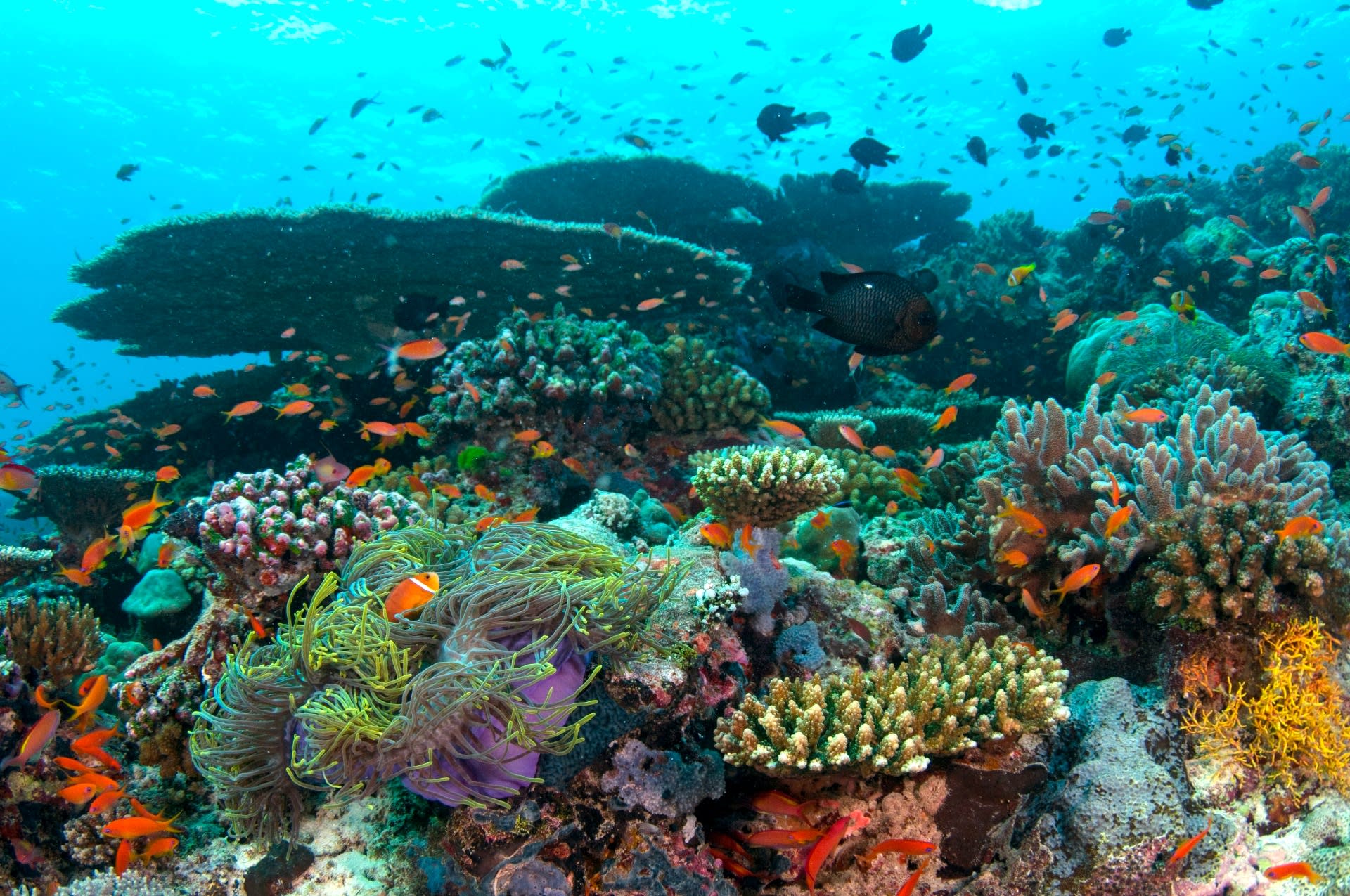 Life of Corals: The Reef Assembly