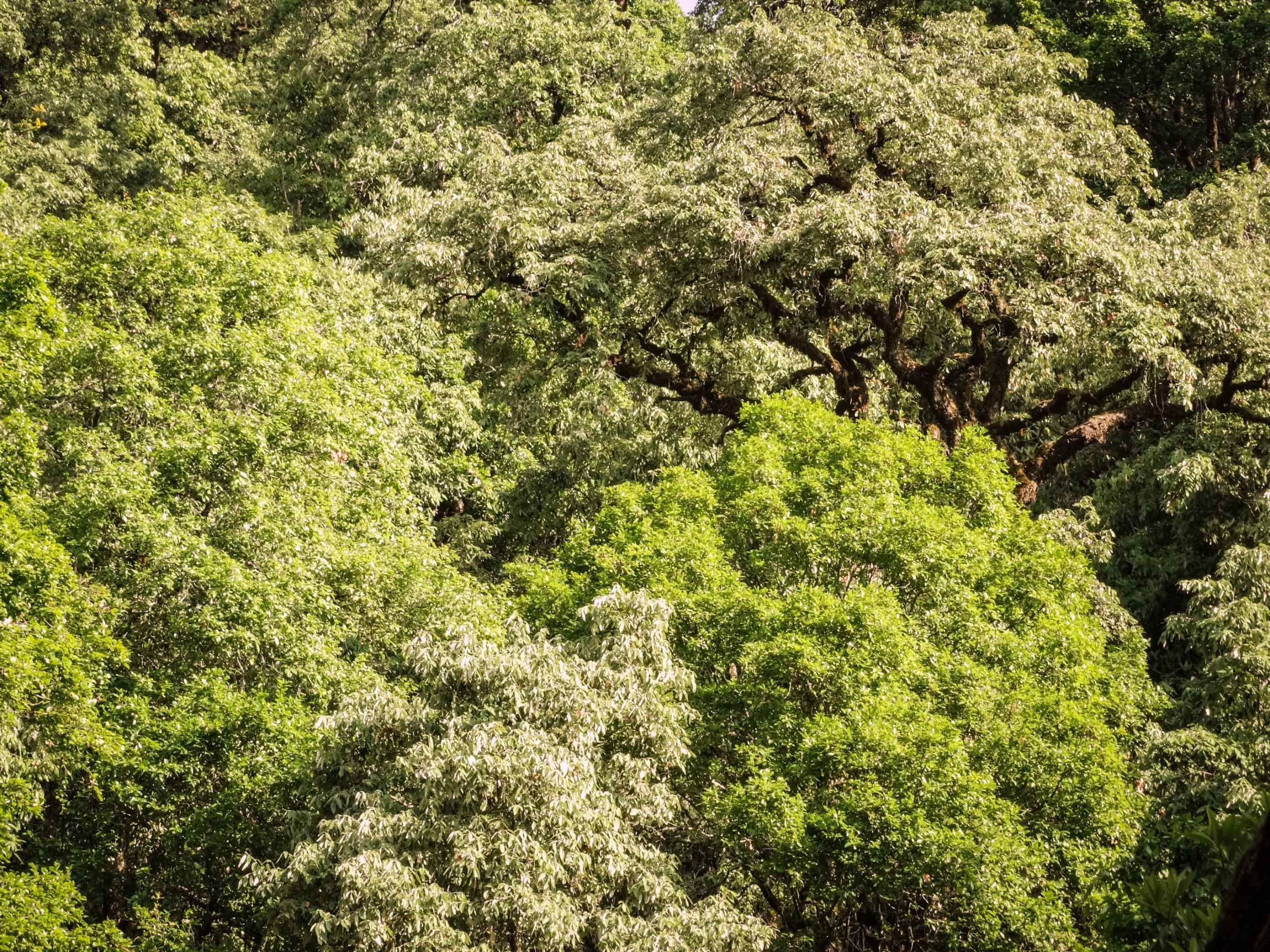 Giant Powerhouses: Secrets of the Himalayan Oak Forests