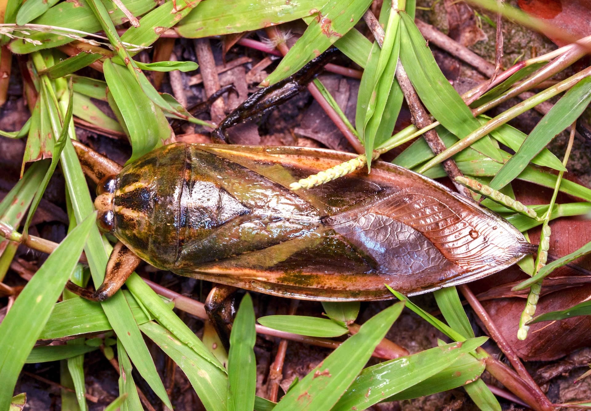 Giant Water Bugs: Close Encounters with Toe Biters