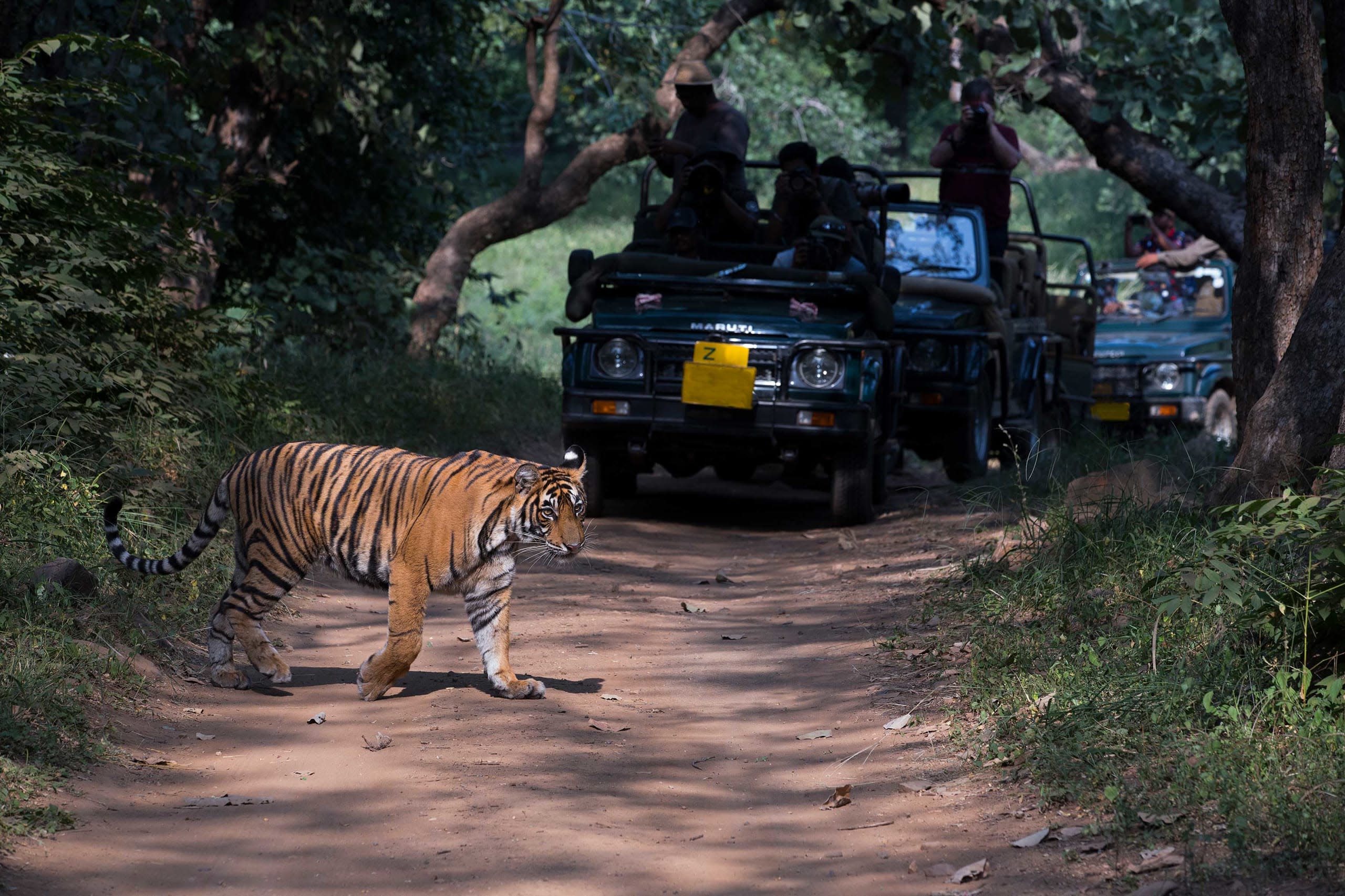 Wildlife Tourism: Perilous or an Opportunity to Aid Conservation?